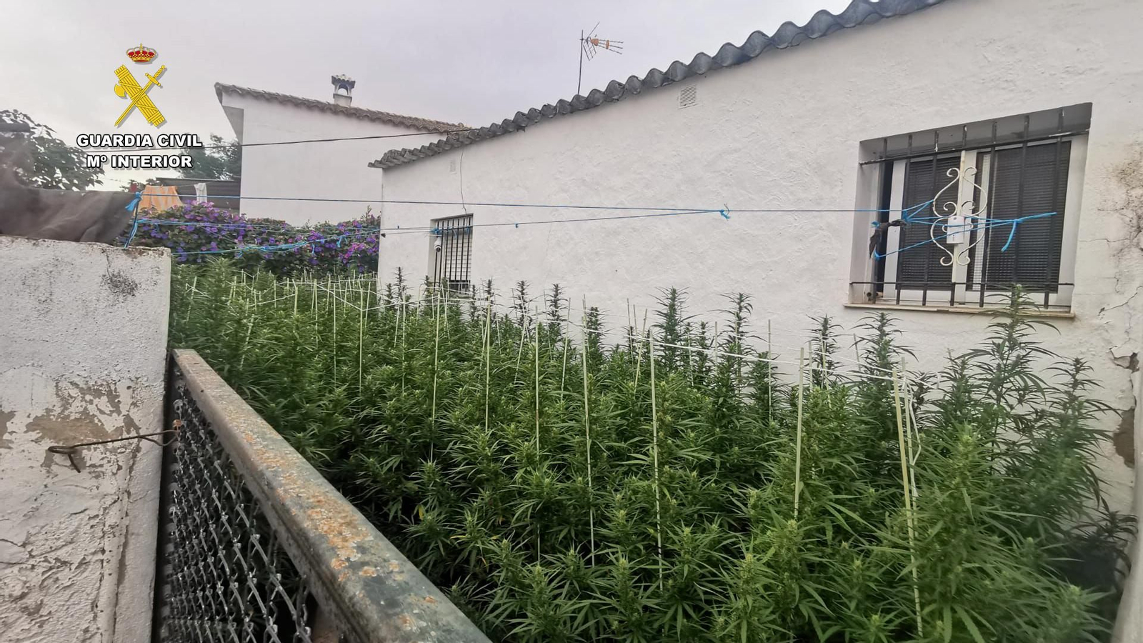 Plantación de marihuana descubierta en una huerta en San José del Valle.
