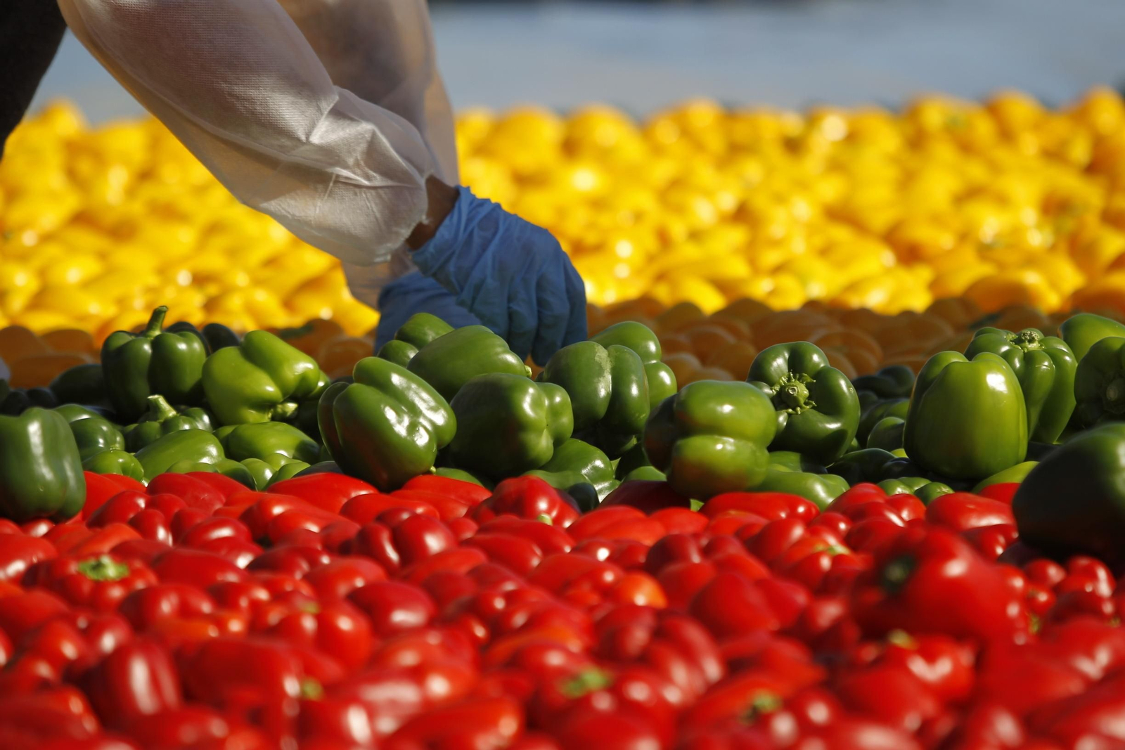 Fotogalería Récord Guinness Corazón Hortalizas Almería