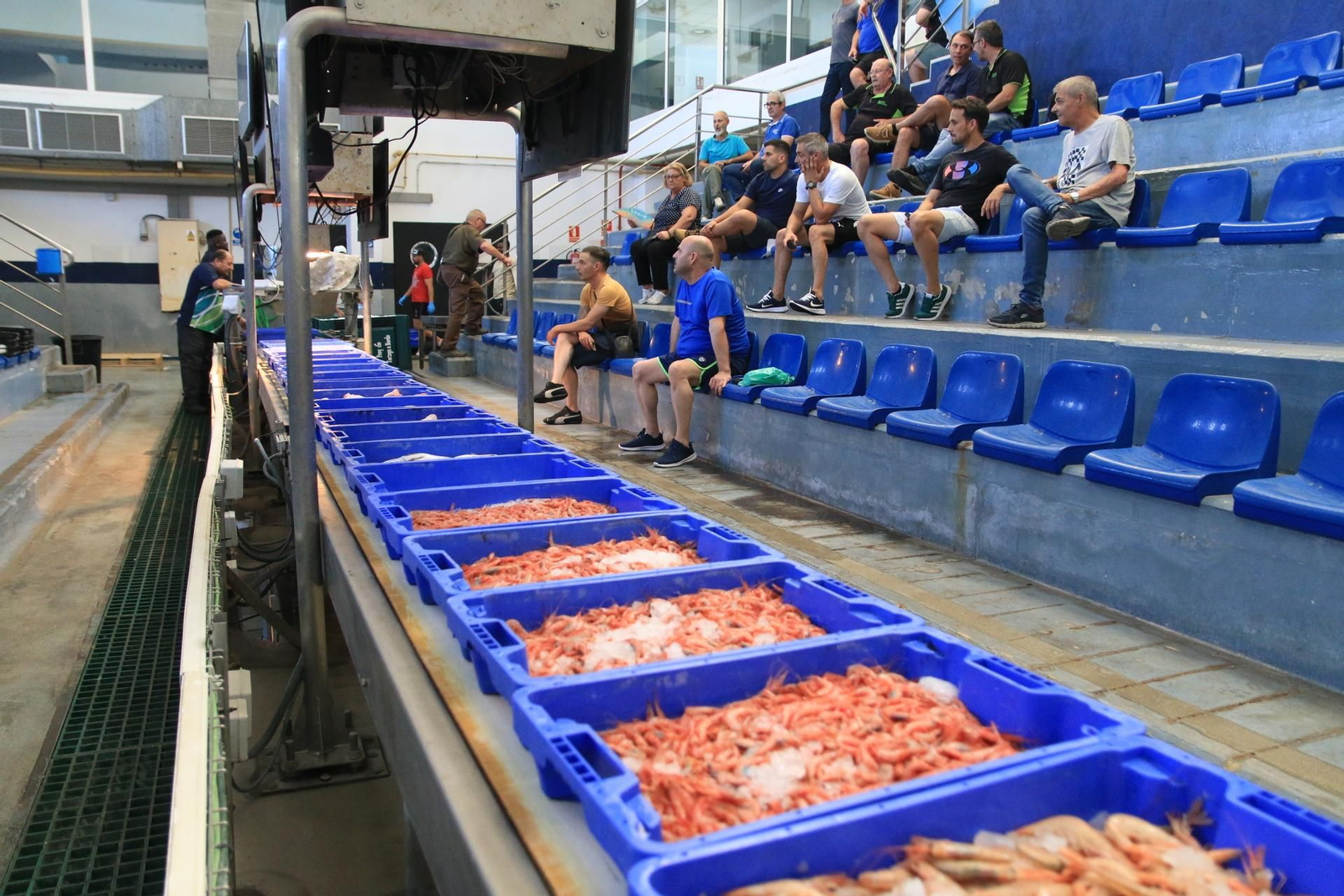 Vea cómo se descargan y se venden en la lonja la Gamba Roja de Almería
