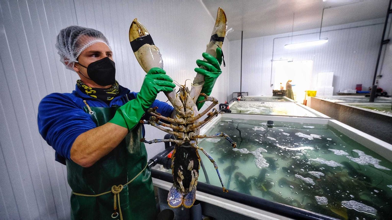 Un empleado saca de la piscina un bogavante en Cetárea del Sur.