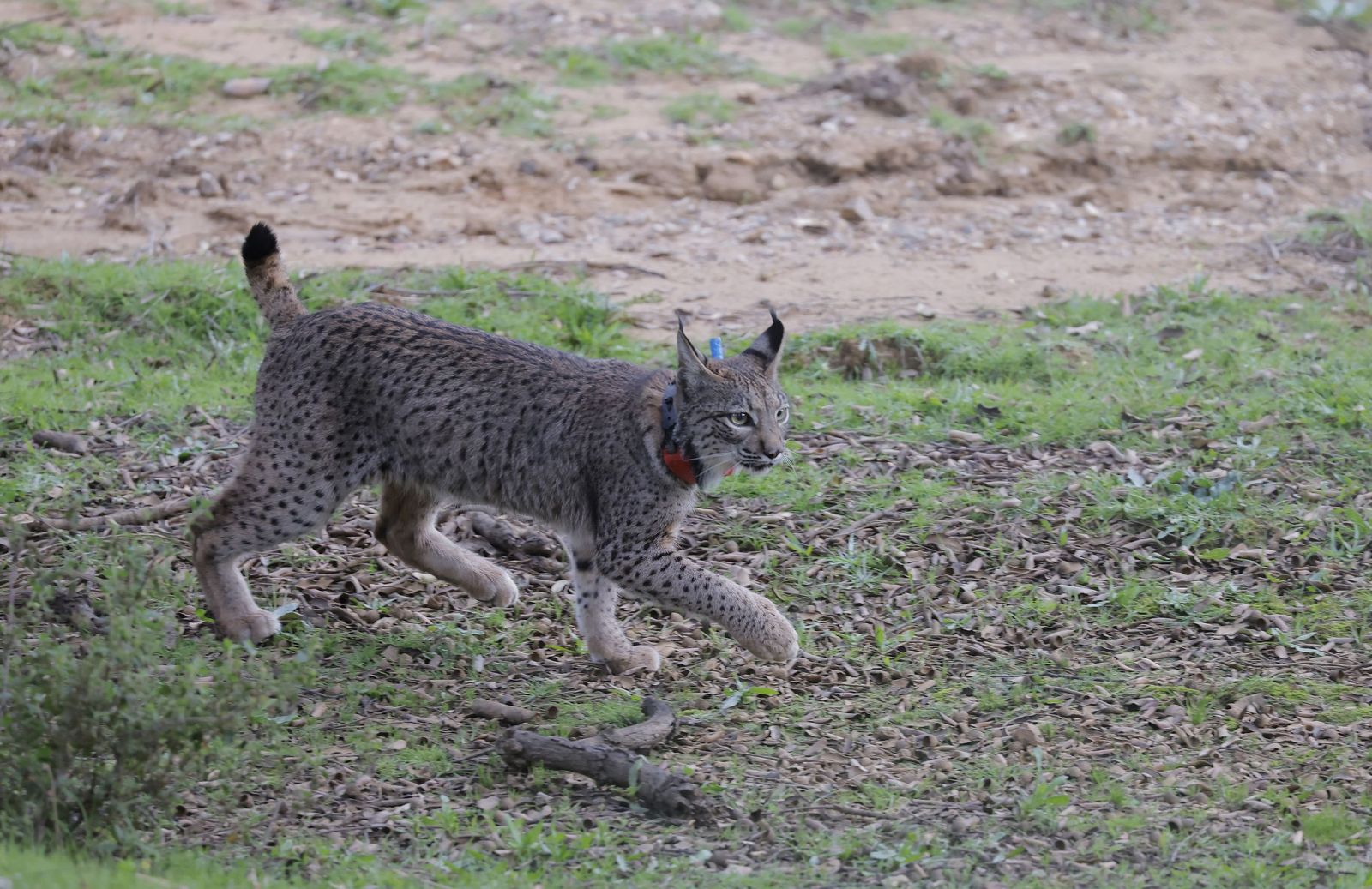 Wando y Wadala liberados en Lora del Rio