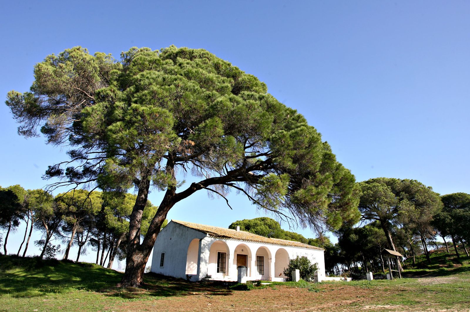 Fuentepiña y el pino en el que estaría enterrado Platero.