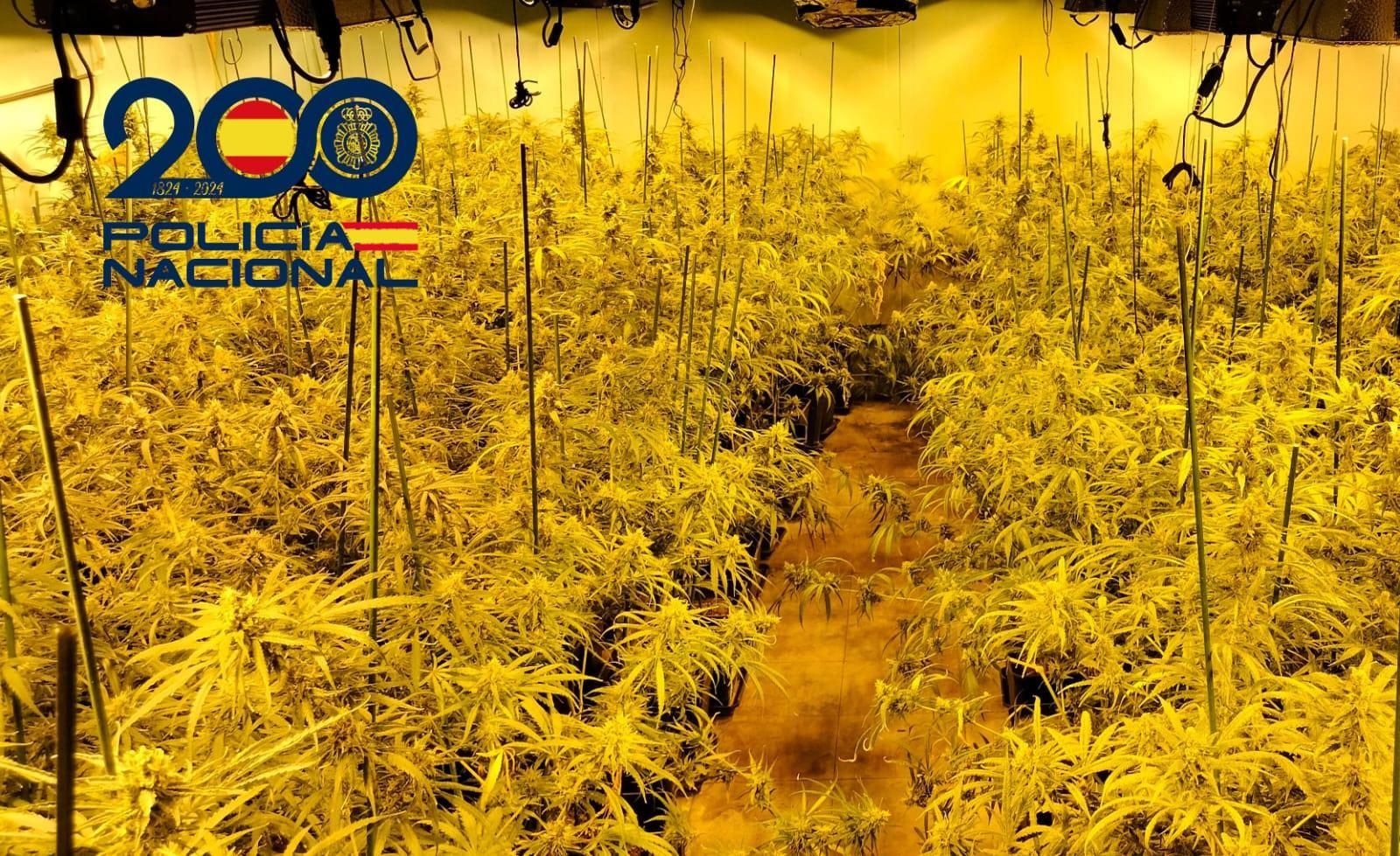 Platación de marihuana.