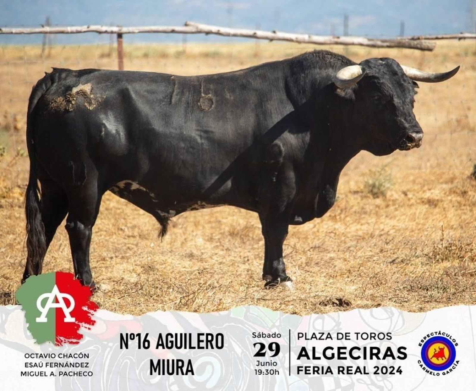 Aguilero, nº16 (Miura).