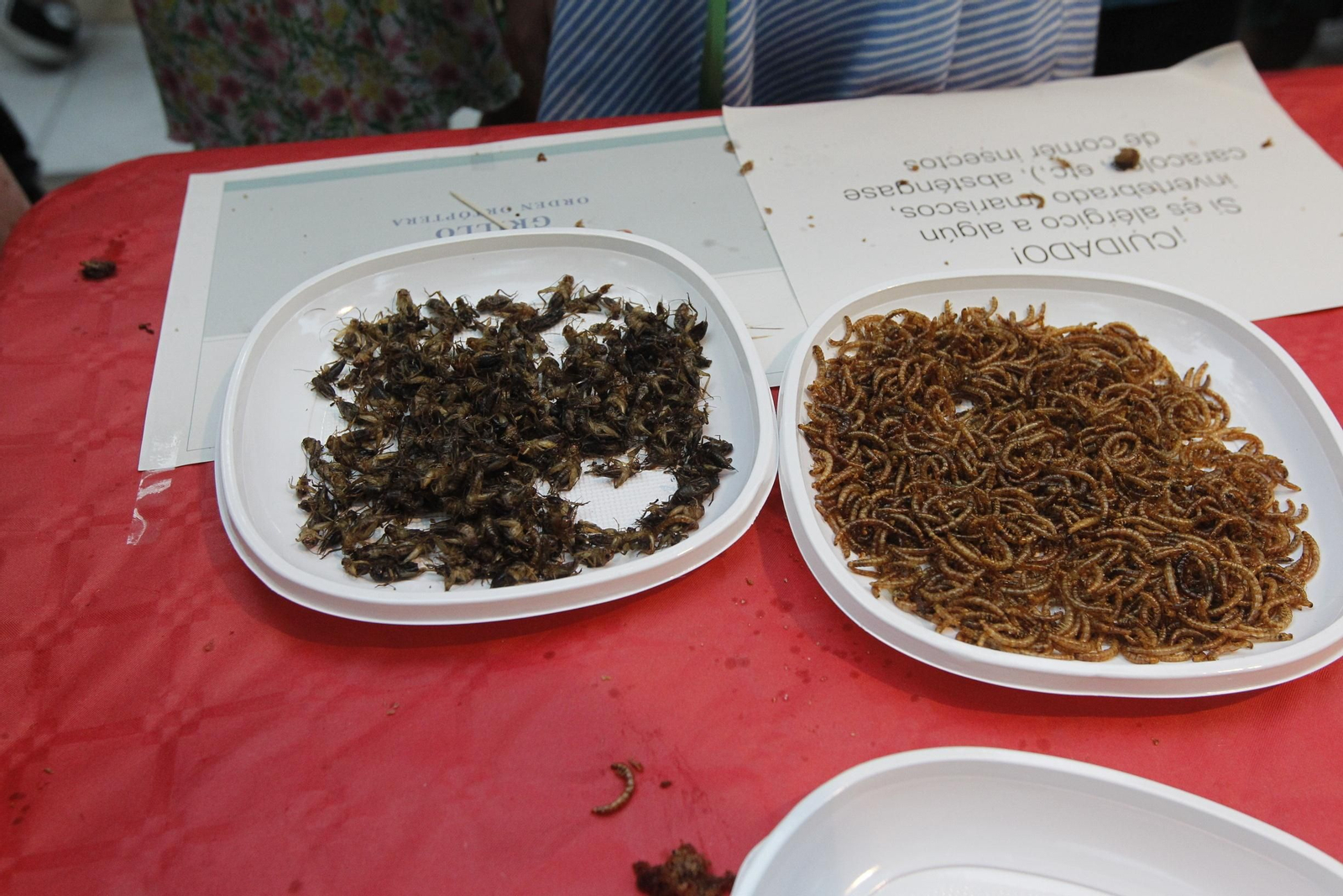 Fotogalería Noche Europea de los Investigadores. Universidad de Almería-UAL