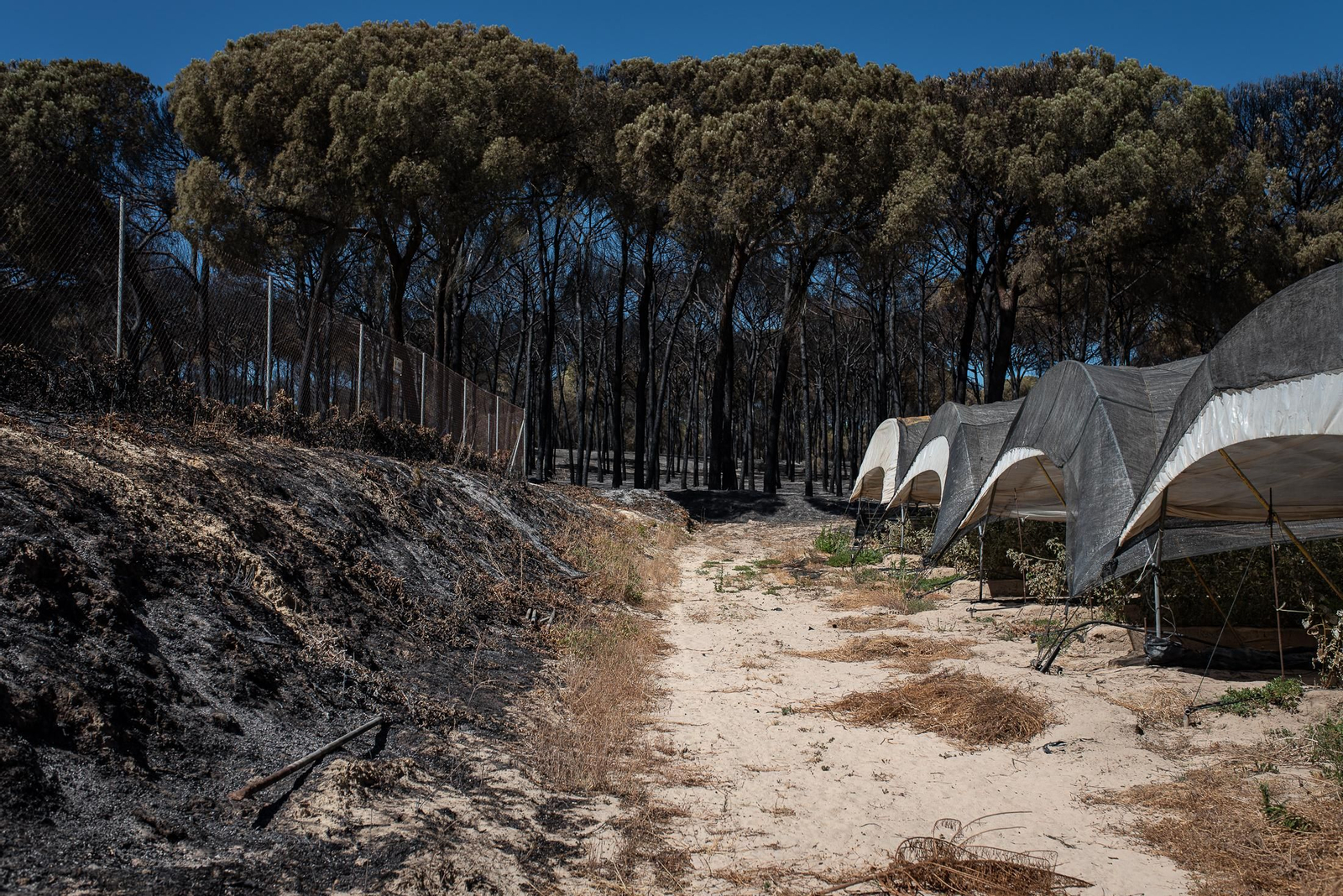 El rastro del incendio de Almonte en imágenes