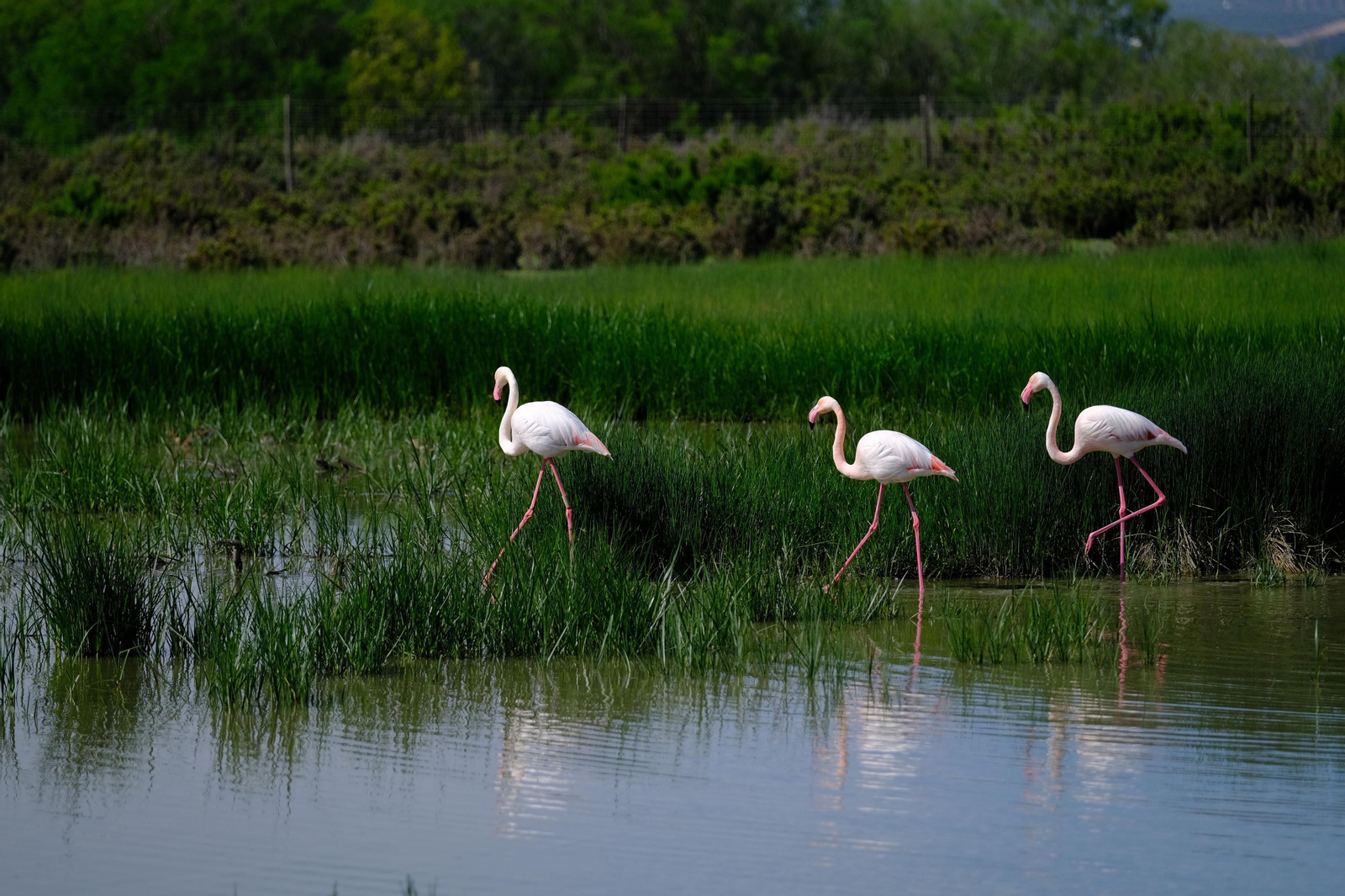 Miles de flamencos llegan a Fuente de Piedra tras las lluvias, en fotos.