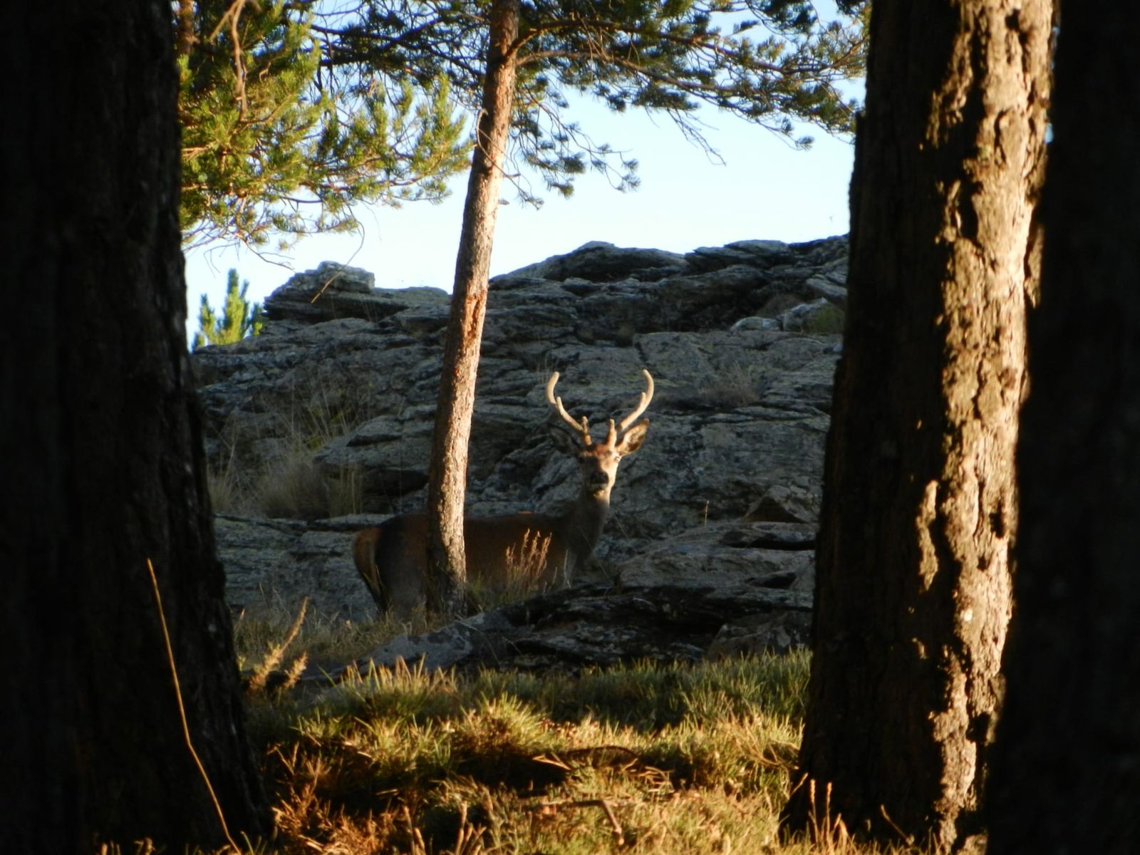Un ciervo fotografiado en la Sierra de Los Filabres.