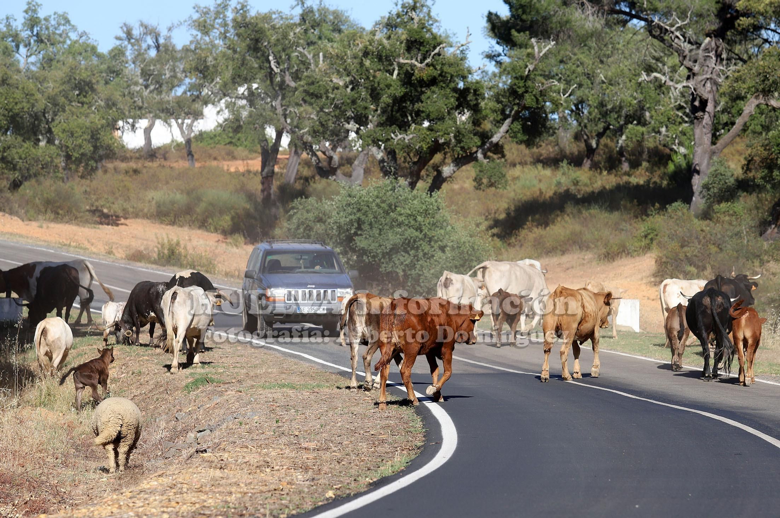 Imágenes del incendio de Fuente de la Corcha