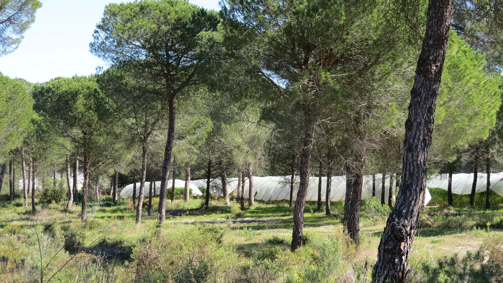Los abejorros se mueven hacia los pinares para alimentarse del néctar y polen de las plantas silvestres.