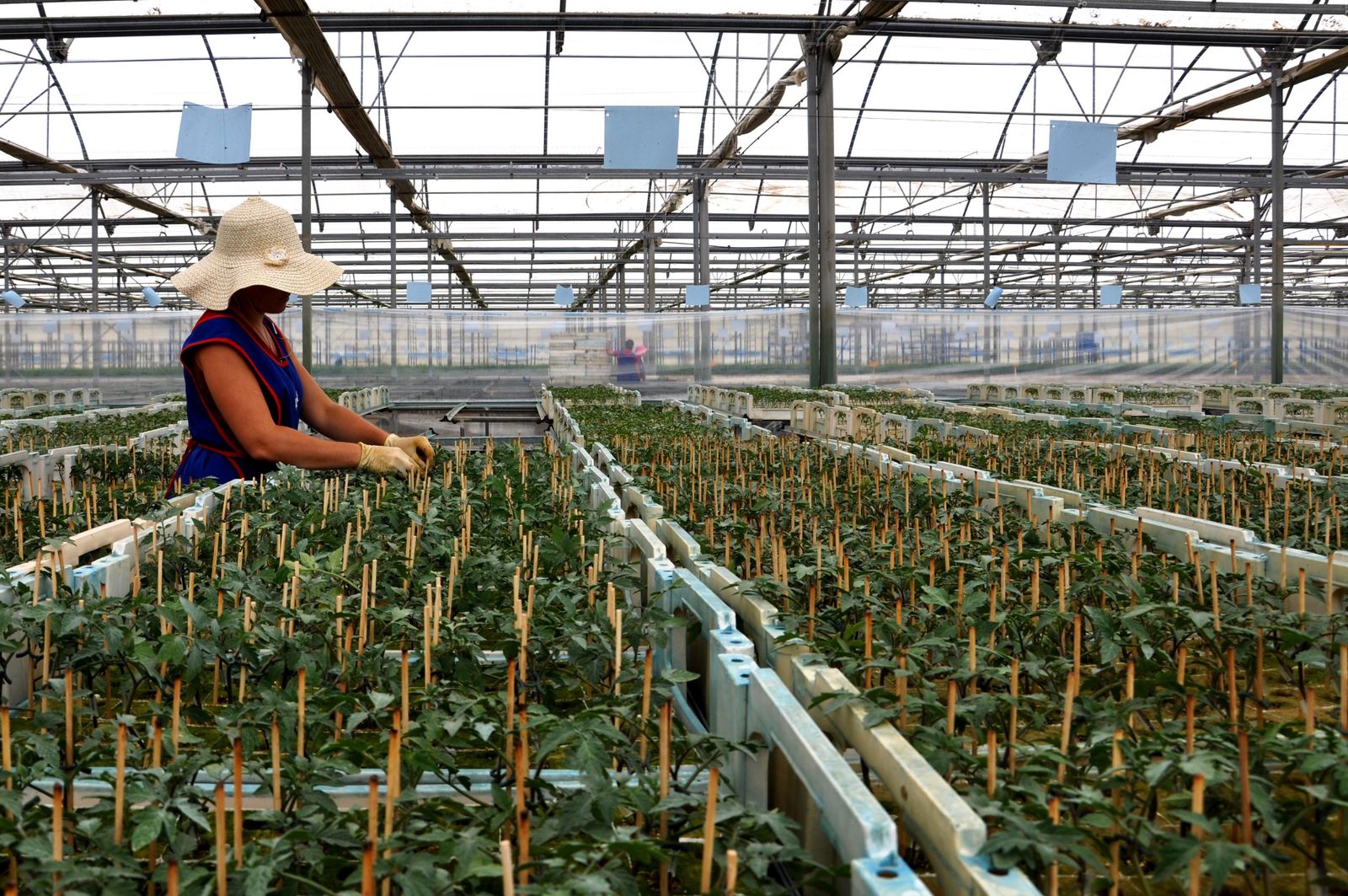 Semillero de Grupo Cristalplant.