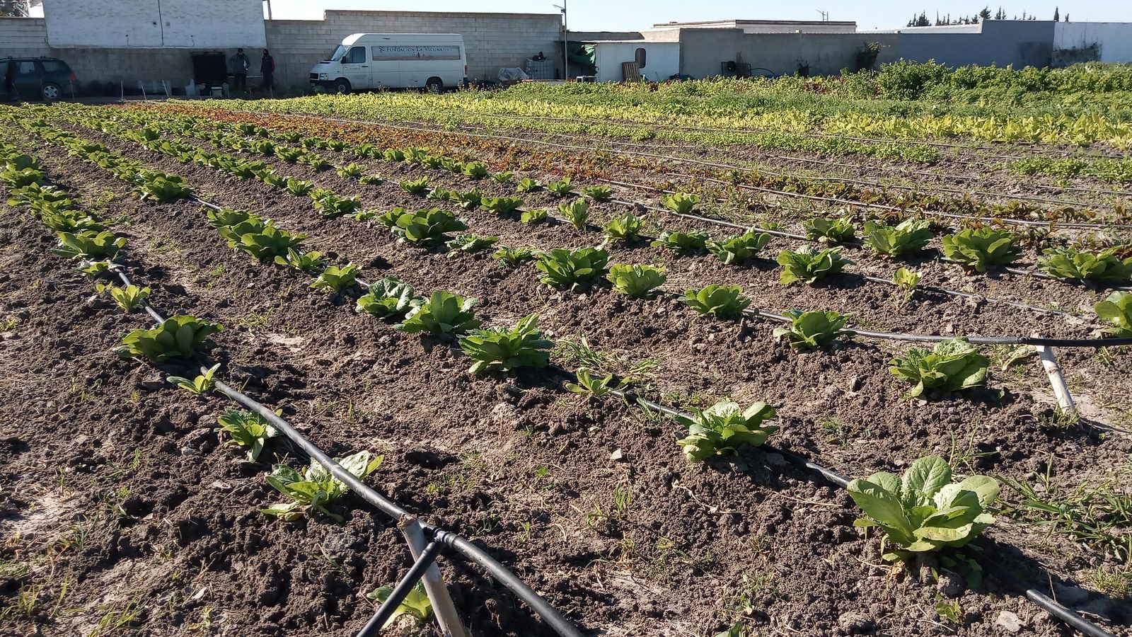 Terrenos en producción de la fundación, gestionados con criterio social, ecológico y sostenible.