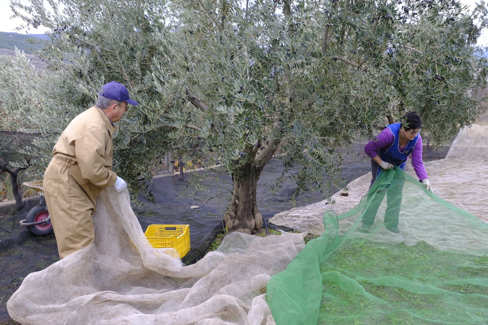Fotogalería recolección aceituna en Abla. Almería