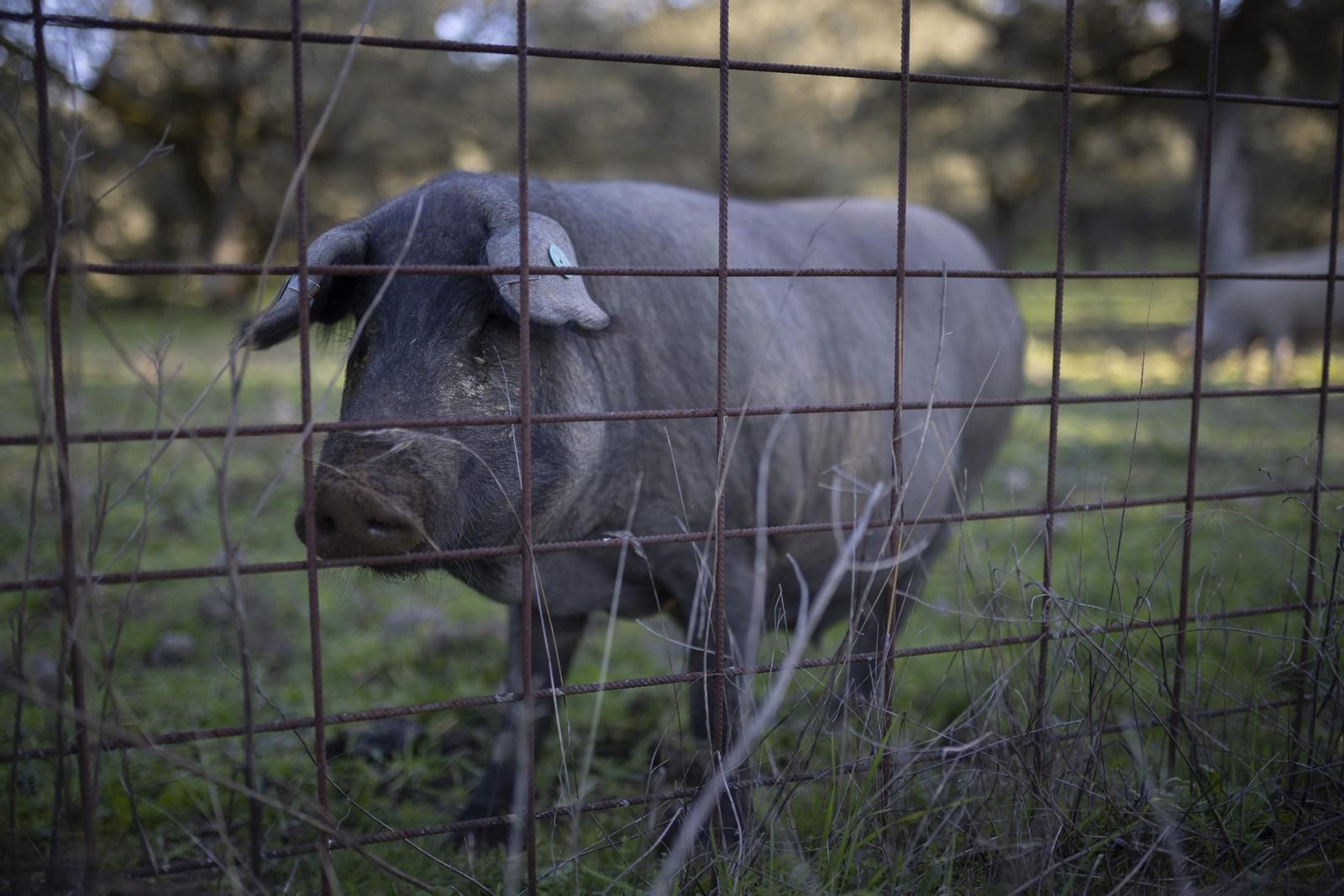 Imágenes de La Nava