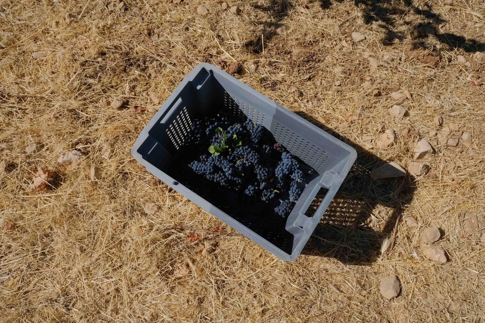 Vendimia en la Serranía de Ronda