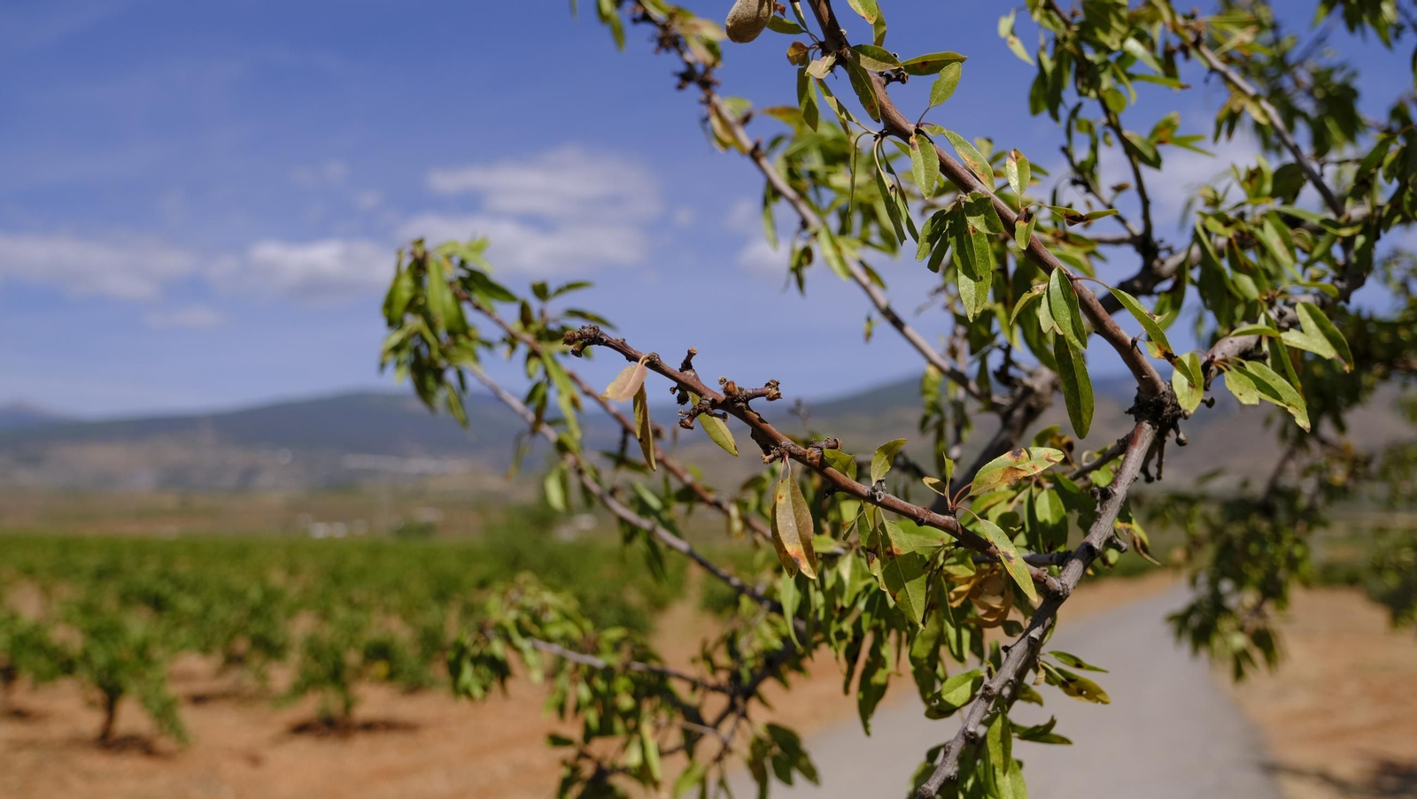 La vendimia en la Bodega Cortijo del Cura de Laujar, en imágenes