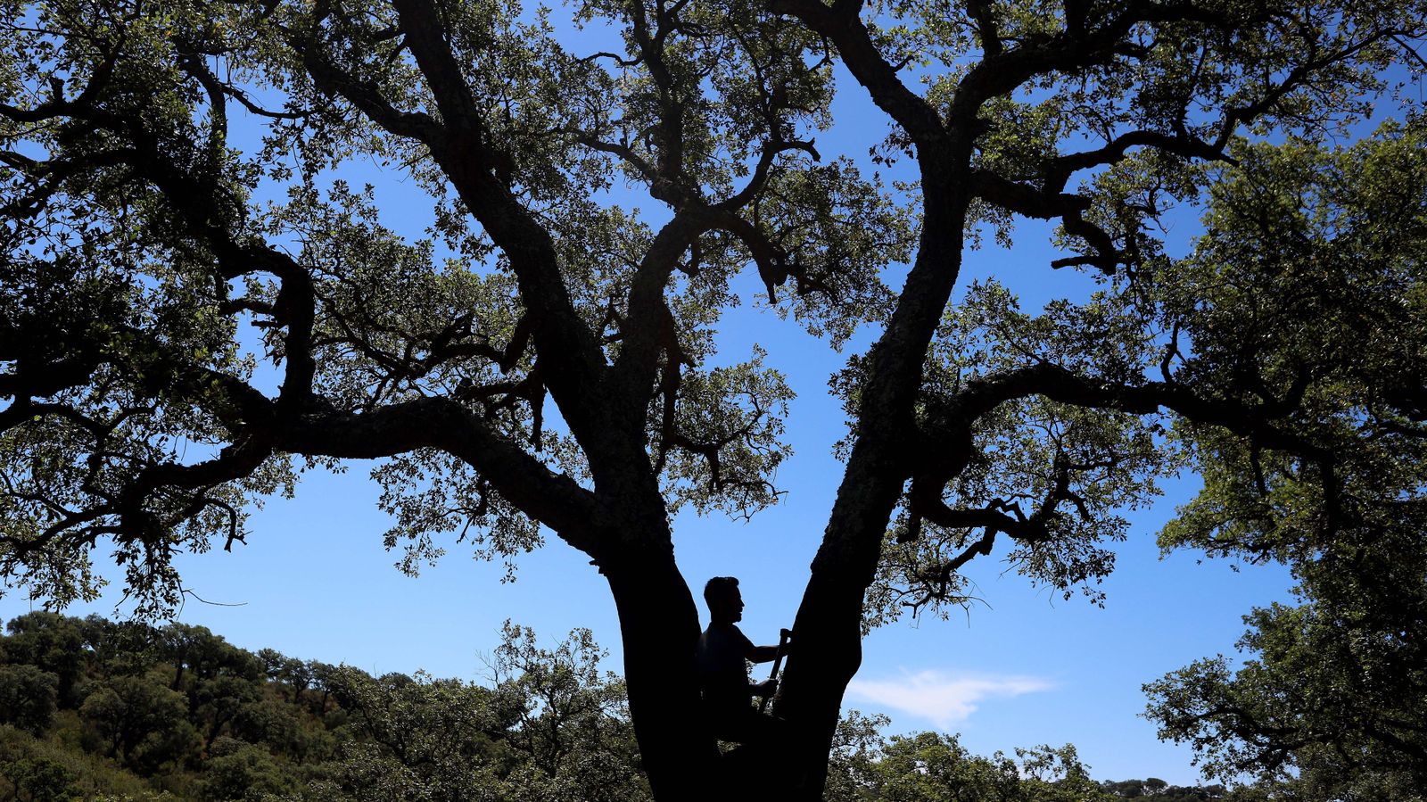 Un corchero trabaja sobre un alcornoque en la finca de propiedad común La Boyal