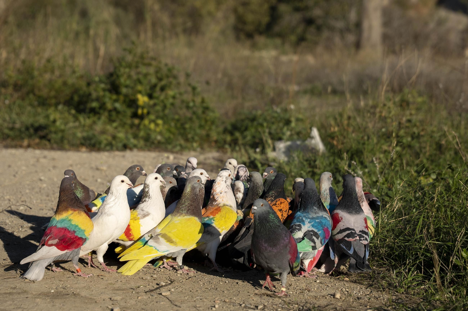 Las mejores imágenes de la suelta de palomos en la Feria de Albox