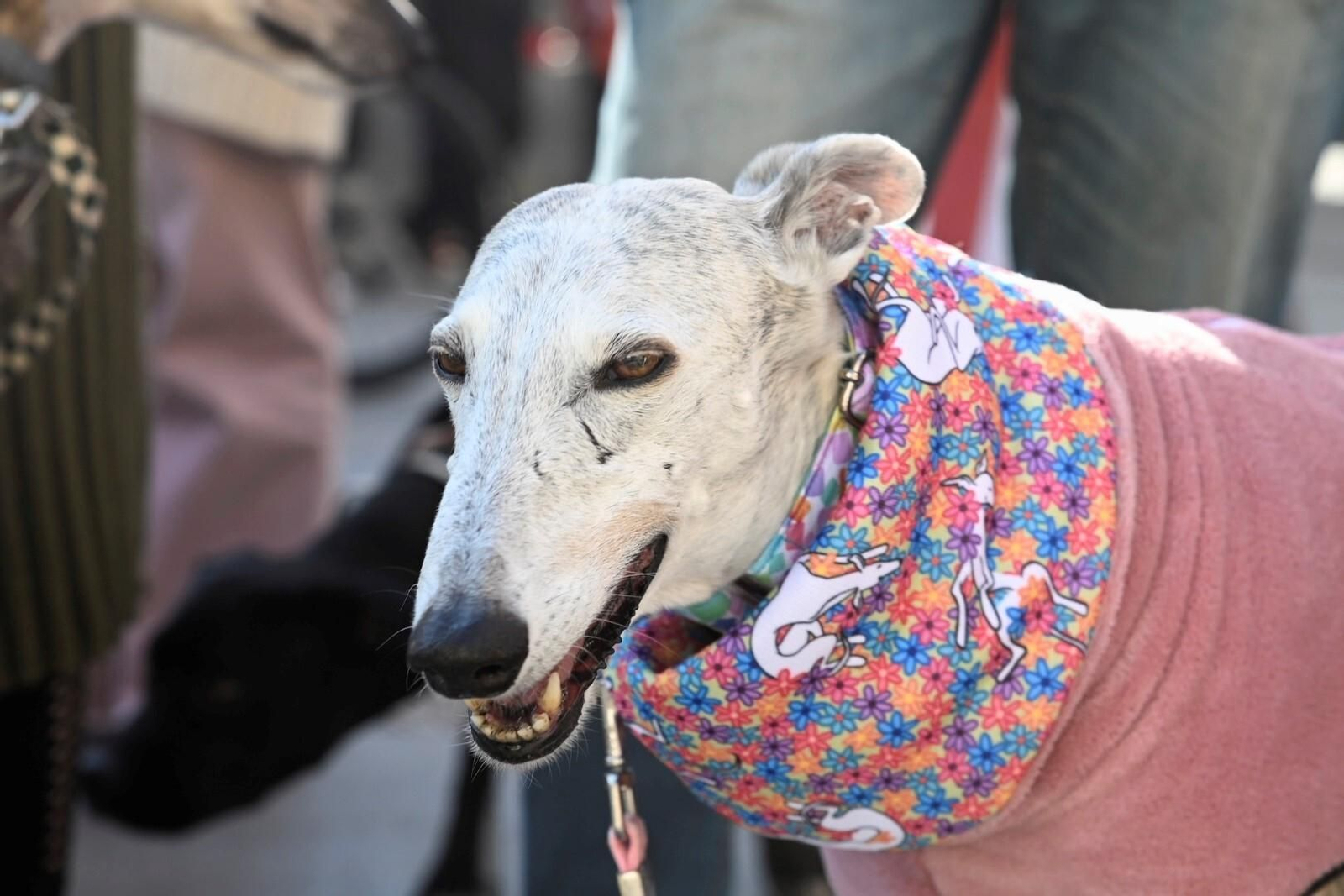 La manifestación para acabar con la caza con perros en Córdoba, en imágenes