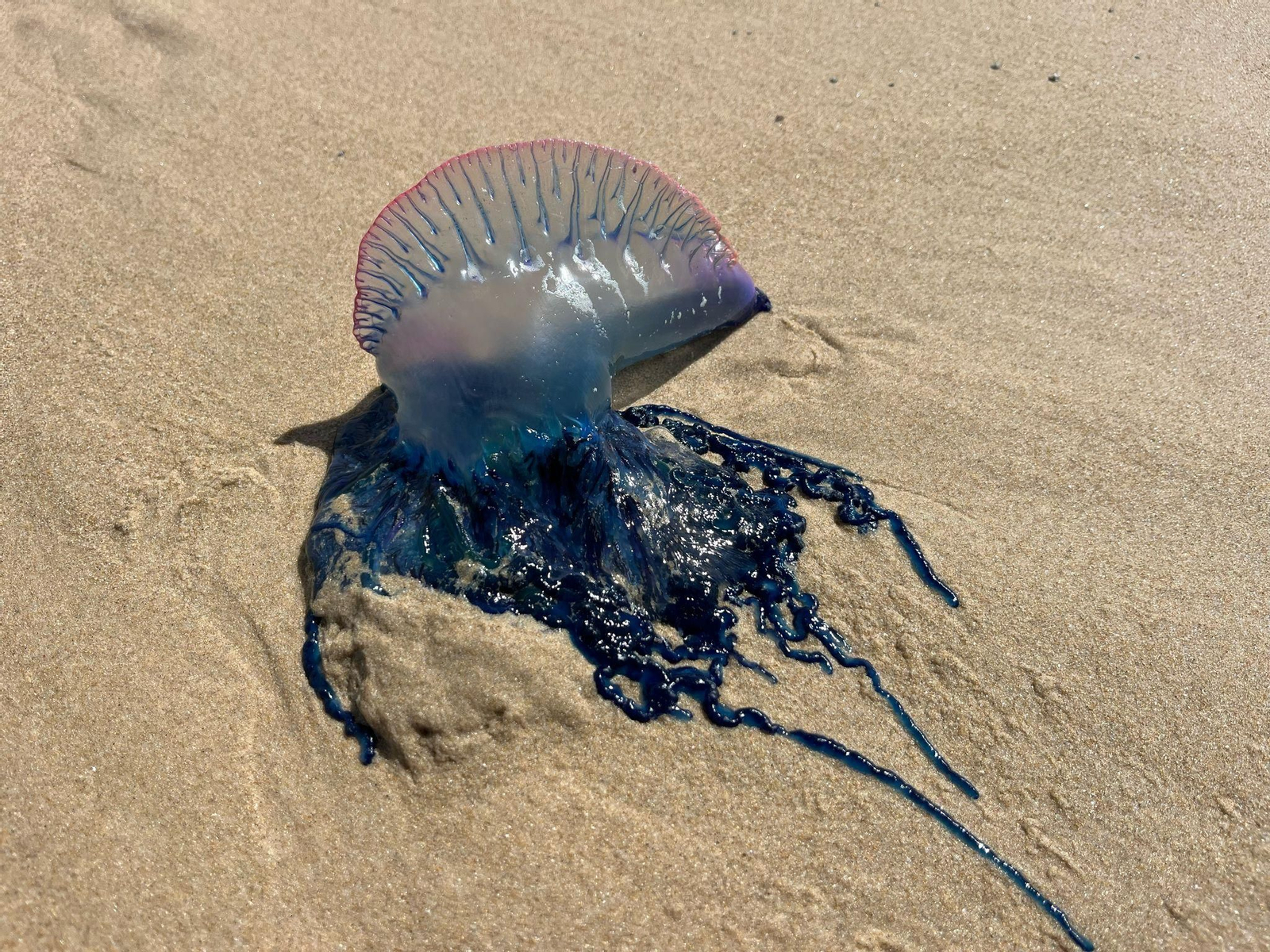 Tarifa, en alerta por la llegada masiva de carabelas portuguesas a sus playas.