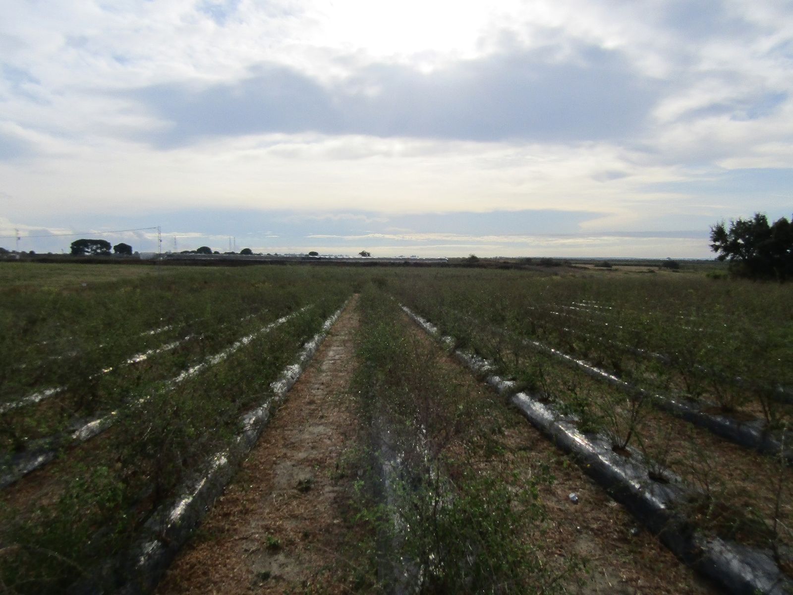 La compañía también comercializa y distribuye zumo del pequeño fruto.