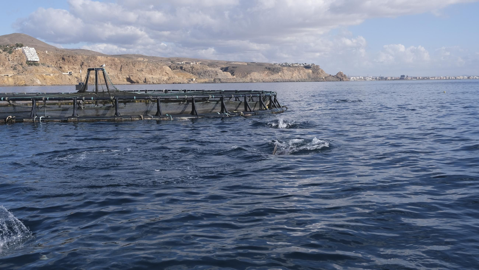 La piscifactoría de El Cañarete, en imágenes