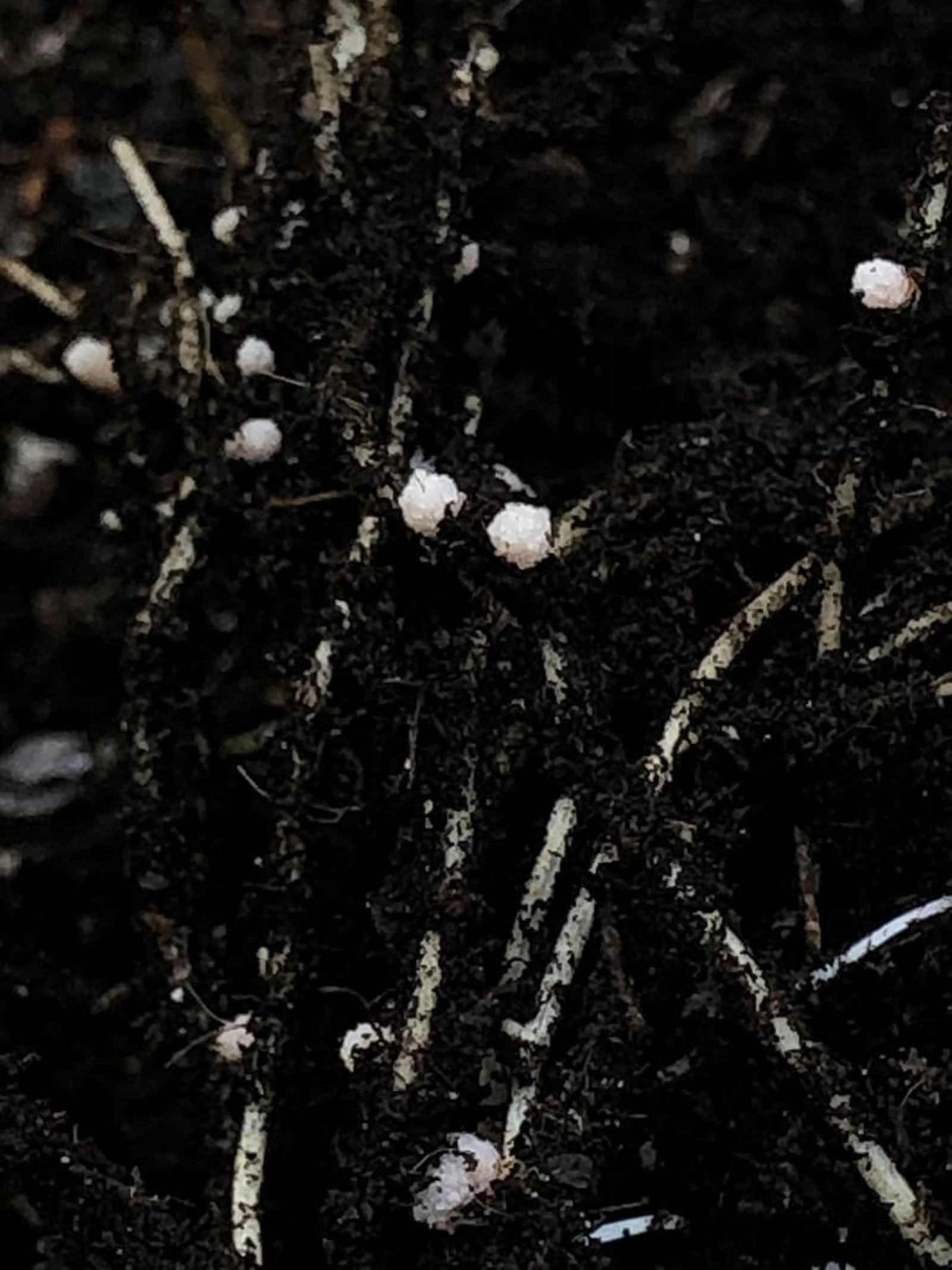 Nódulos de Rizobacterias