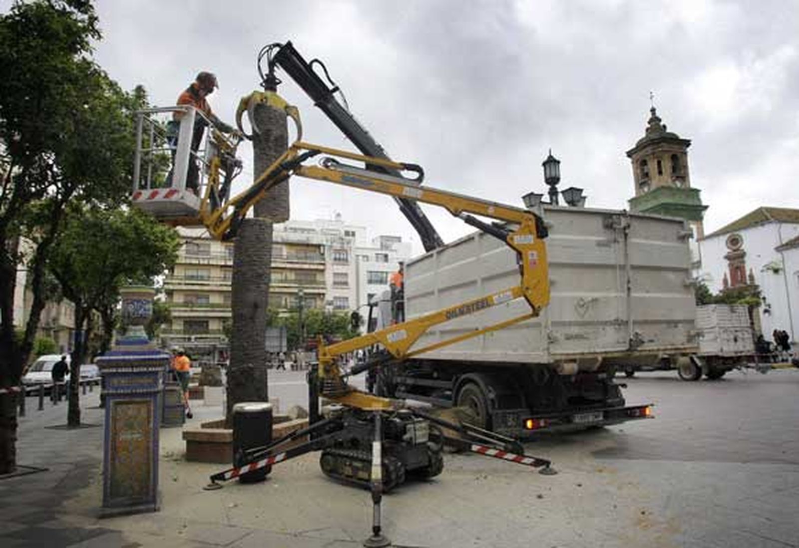 Tras estar afectadas por el picudo rojo, 14 de las que habían han sido taladas por la base, y las otras dos apenas levantan un par de metros./Fotos:Erasmo Fenoy

Foto: Erasmo Fenoy