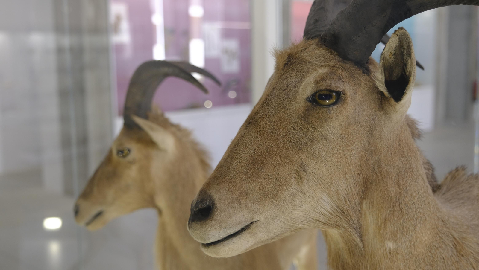 Descubre en estas fotos las maravillas que esconde el Pabellón de Historia Natural de la UAL