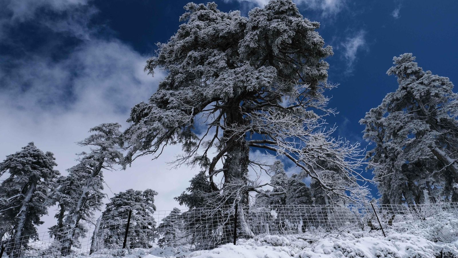 Pinsapos cubiertos por la nieve en la Sierra de las Nieves