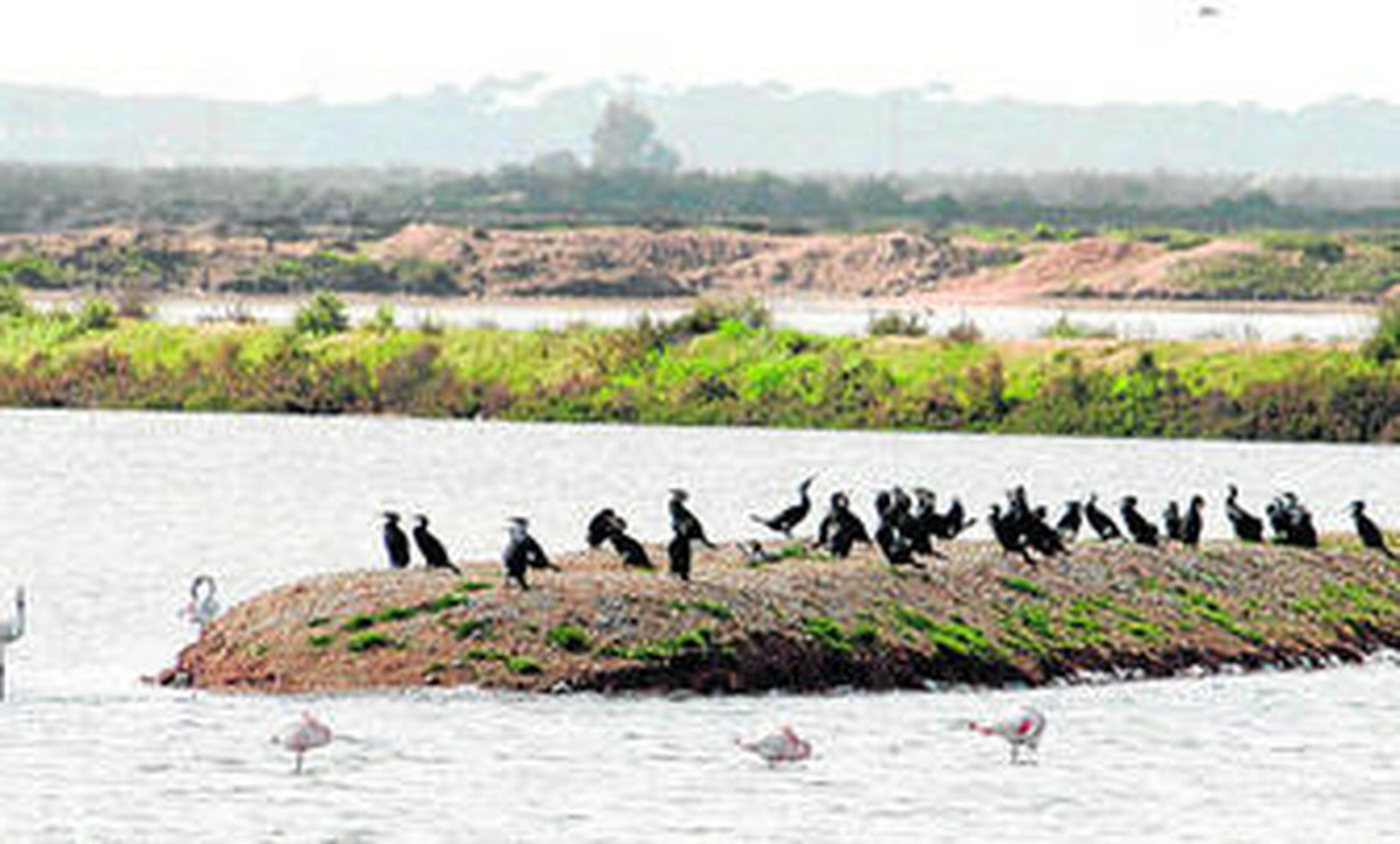 El paraje de Marismas del Odiel tiene una gran riqueza ornitológica.