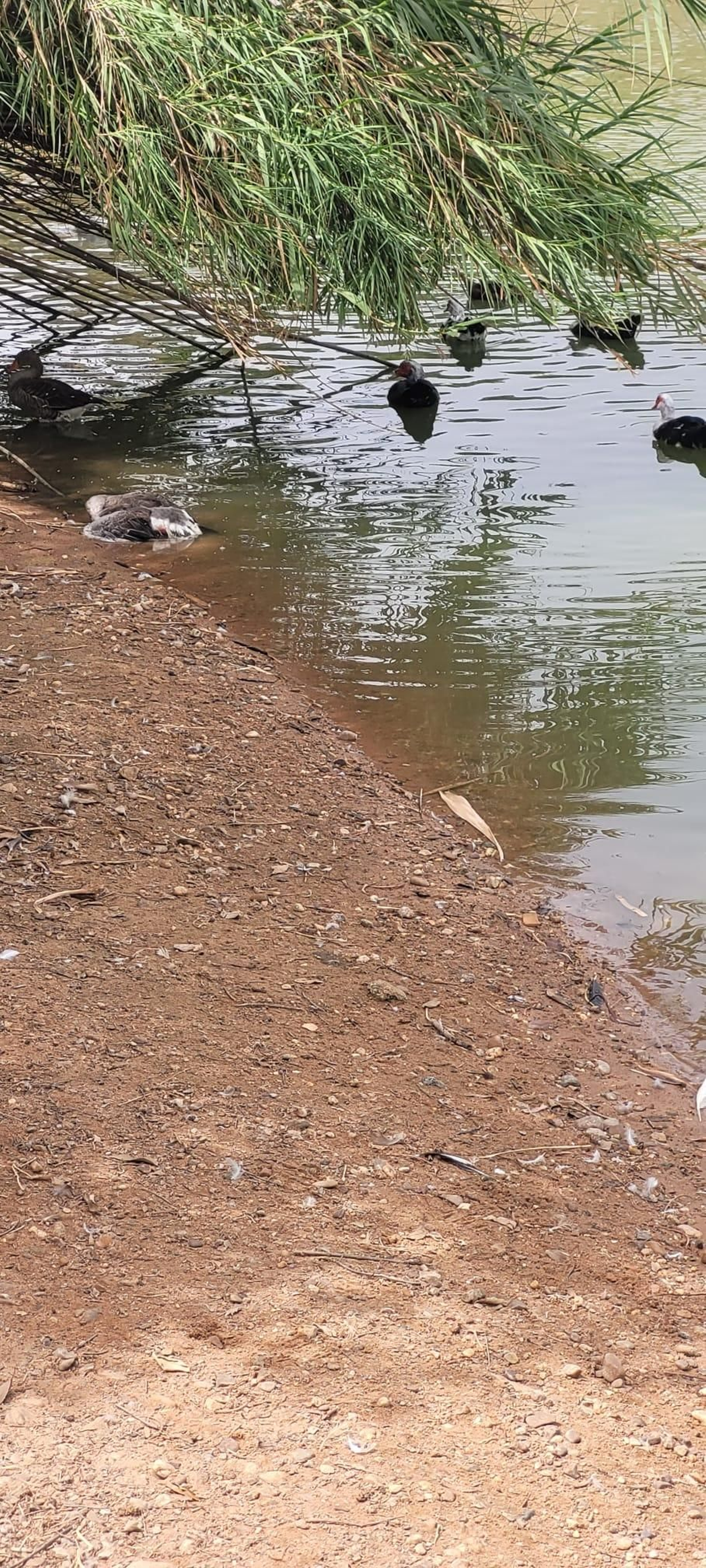 Unode los animales muertos en el Tamarguillo.