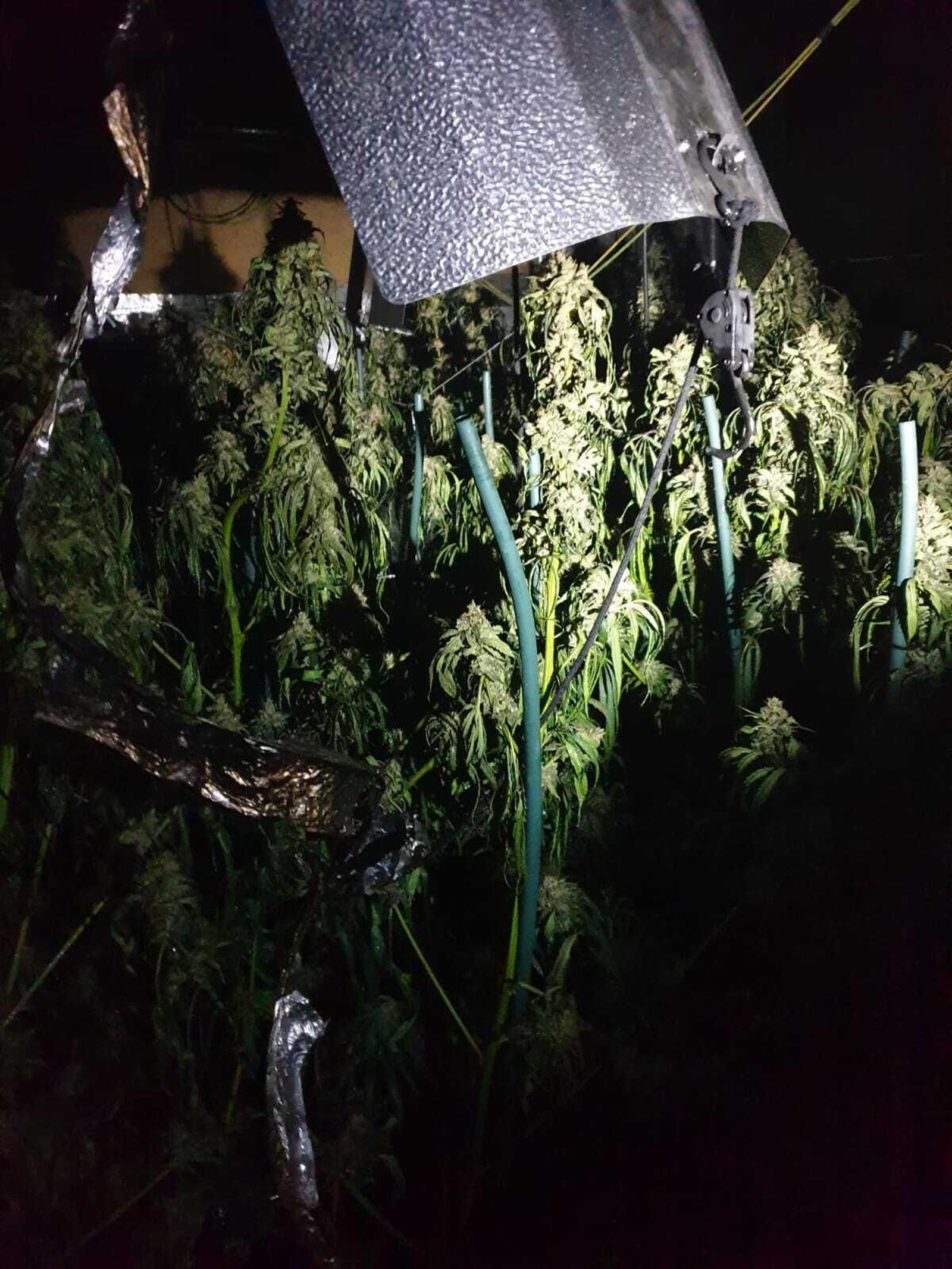 Imagen de una de las plantas de marihuana.