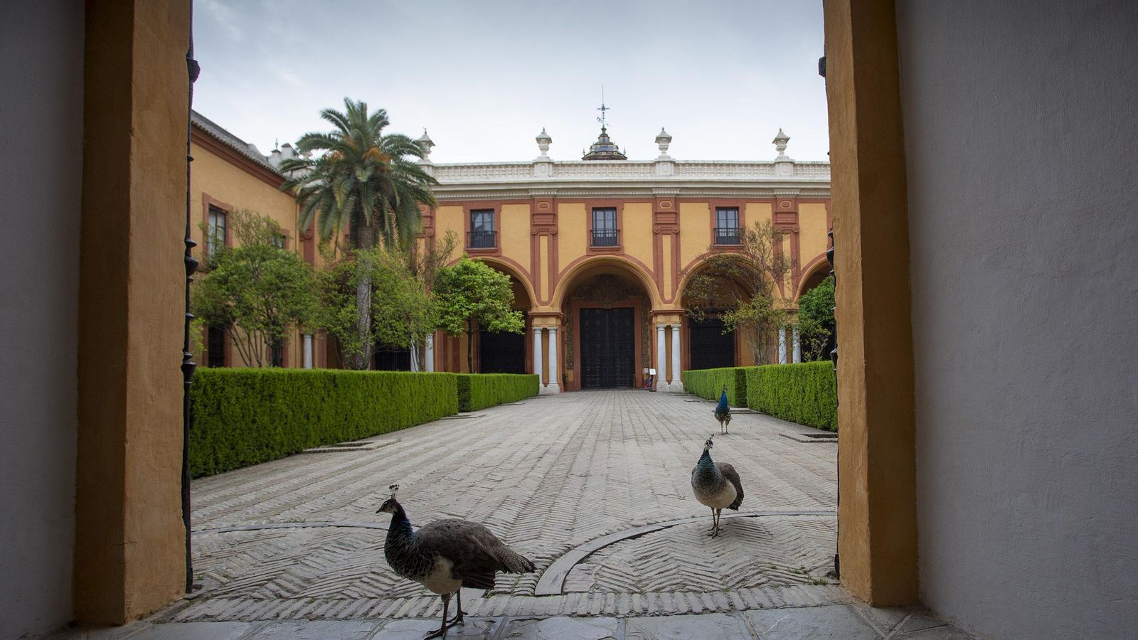 Pavos reales en el Patio del Crucero.