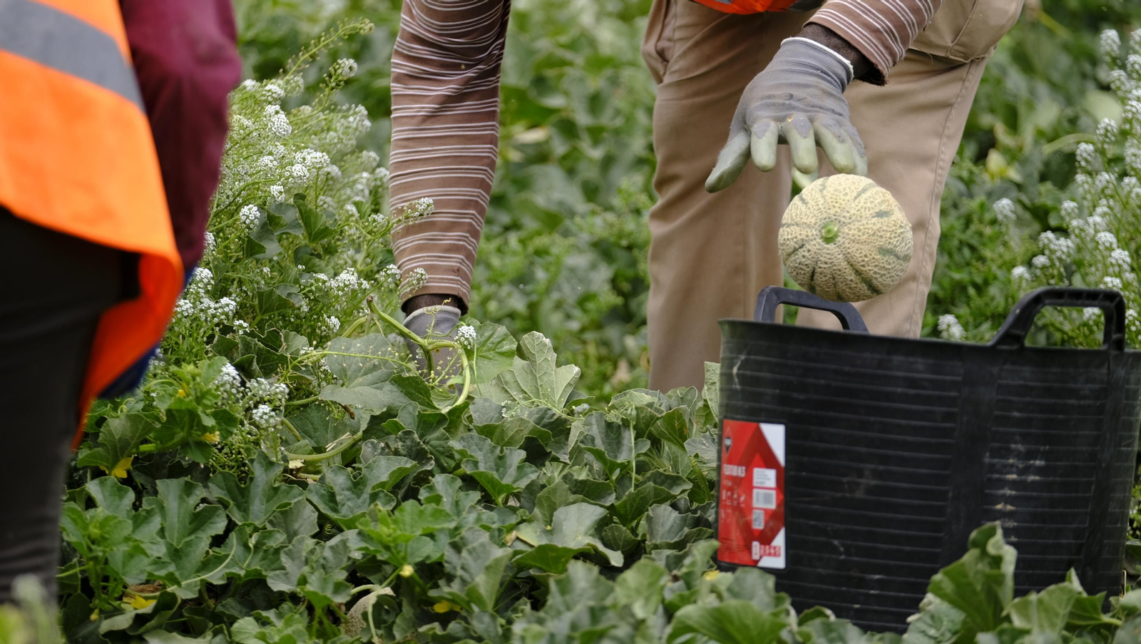 La sandía y el melón de Huércal Overa, manjares en imágenes