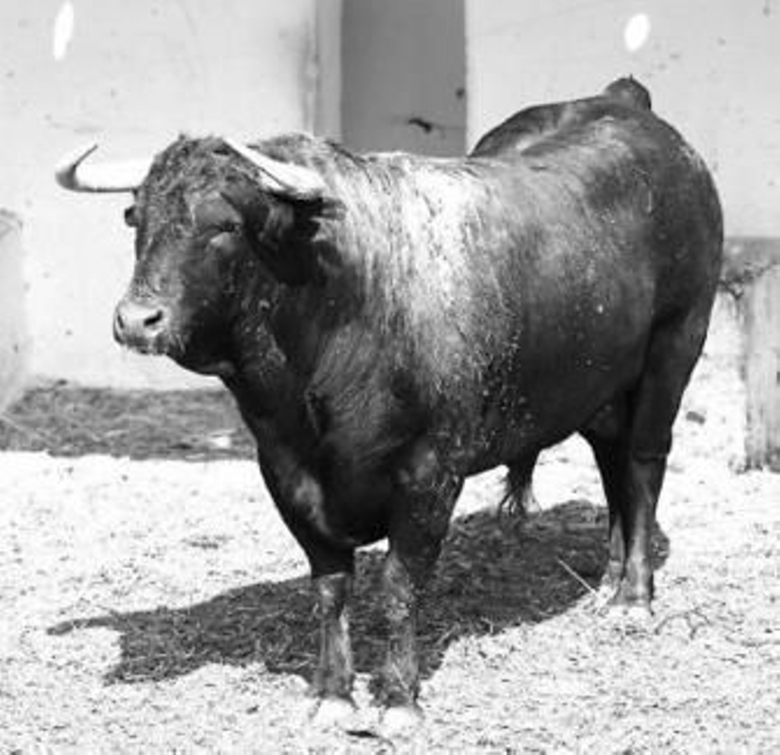 'Barboso', tras la cura efectuada ayer en la plaza de Marbella.