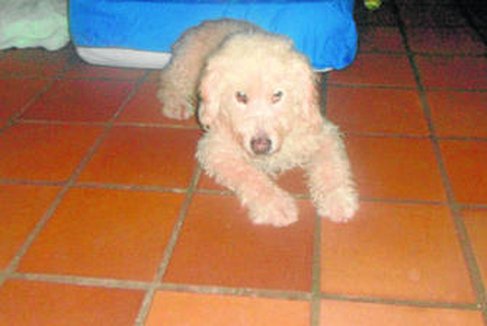 Yaco en su casa, días después de aparecer en Nerja.