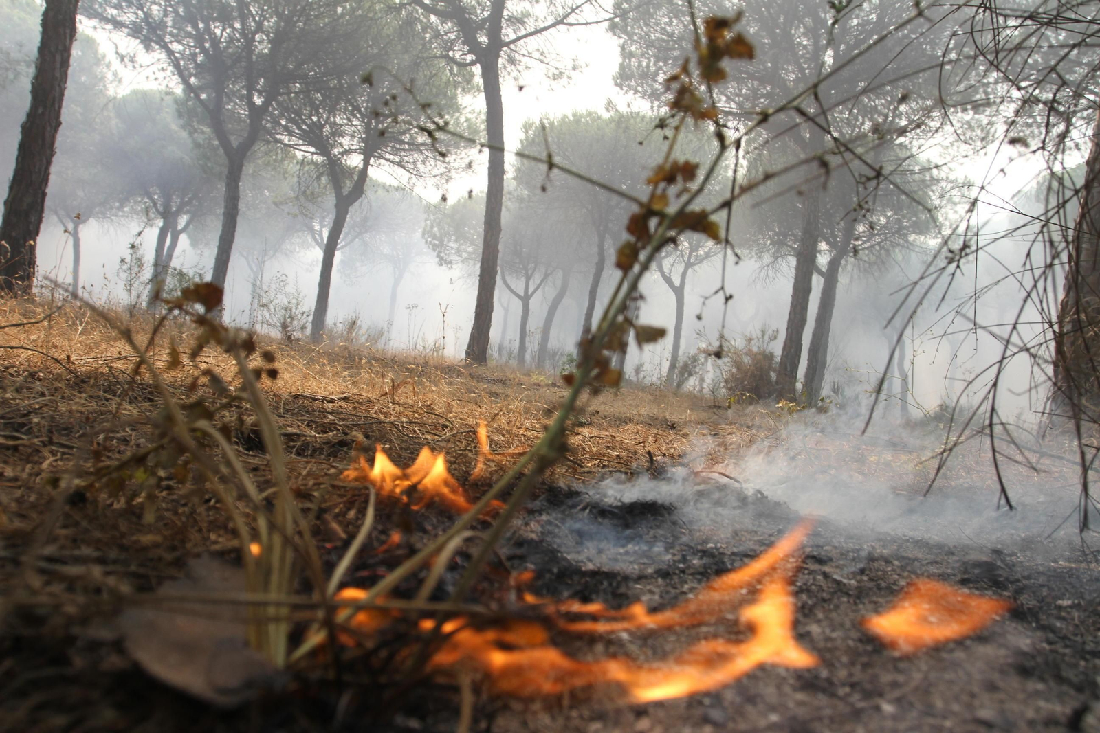 Las imágenes del incendio en Moguer y Mazagón