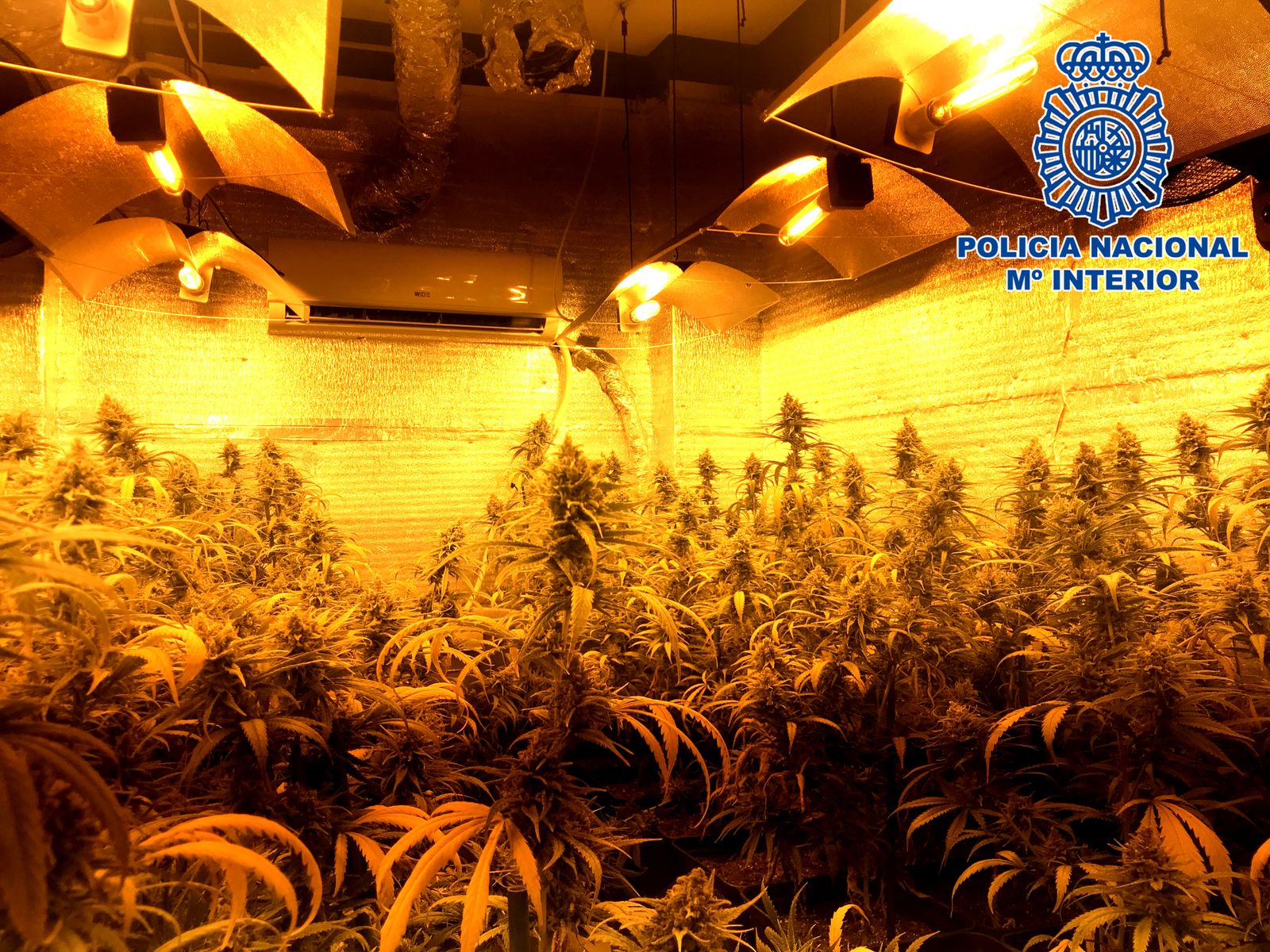 Imagen de una de las plantaciones de marihuana descubiertas en la actuación policial.