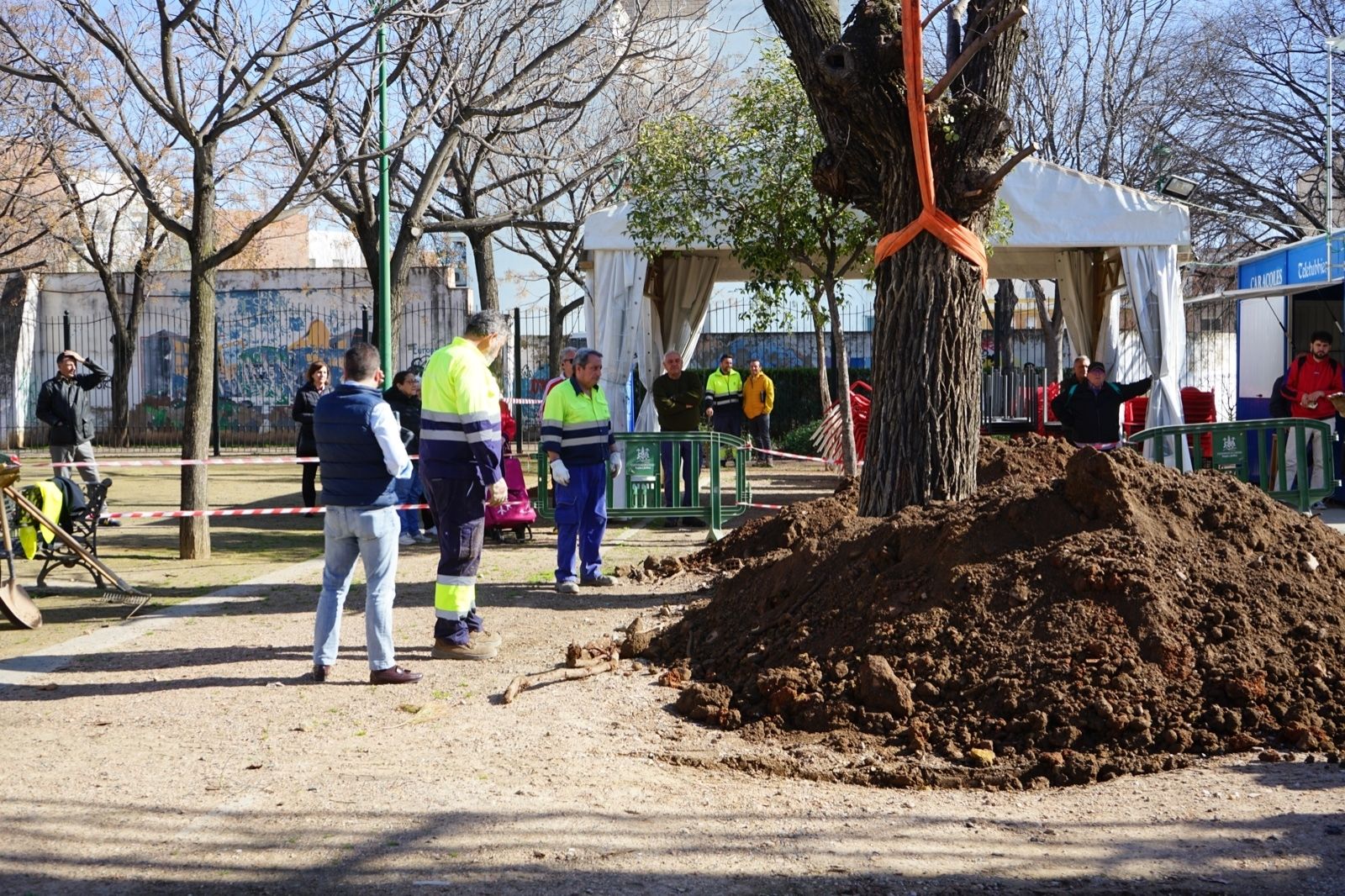 El trasplante del olmo centenario del Marrubial al parque de los Teletubbies de Córdoba, en imágenes
