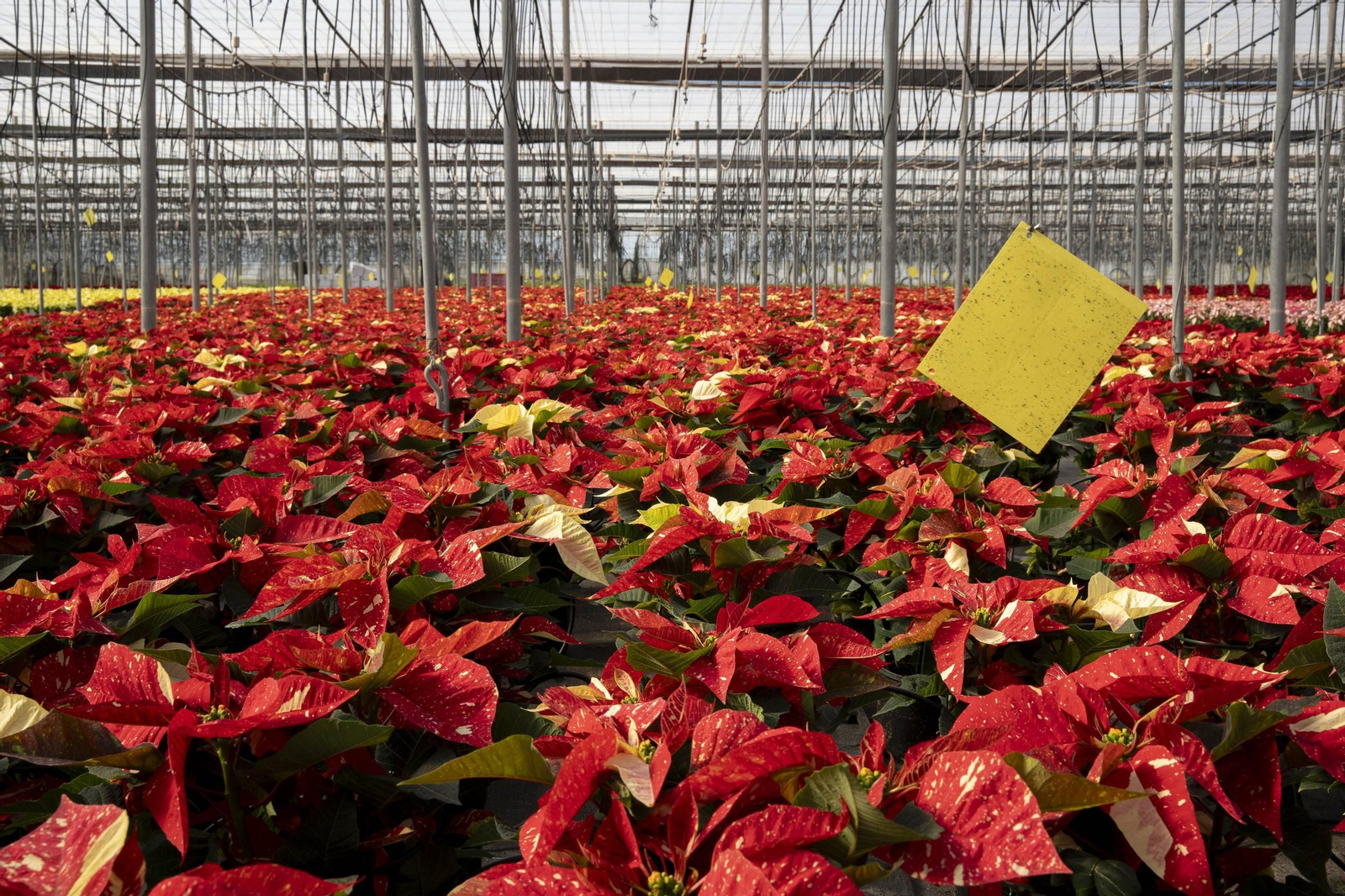 Así son las flores de pascua de SolísPlant, en imágenes