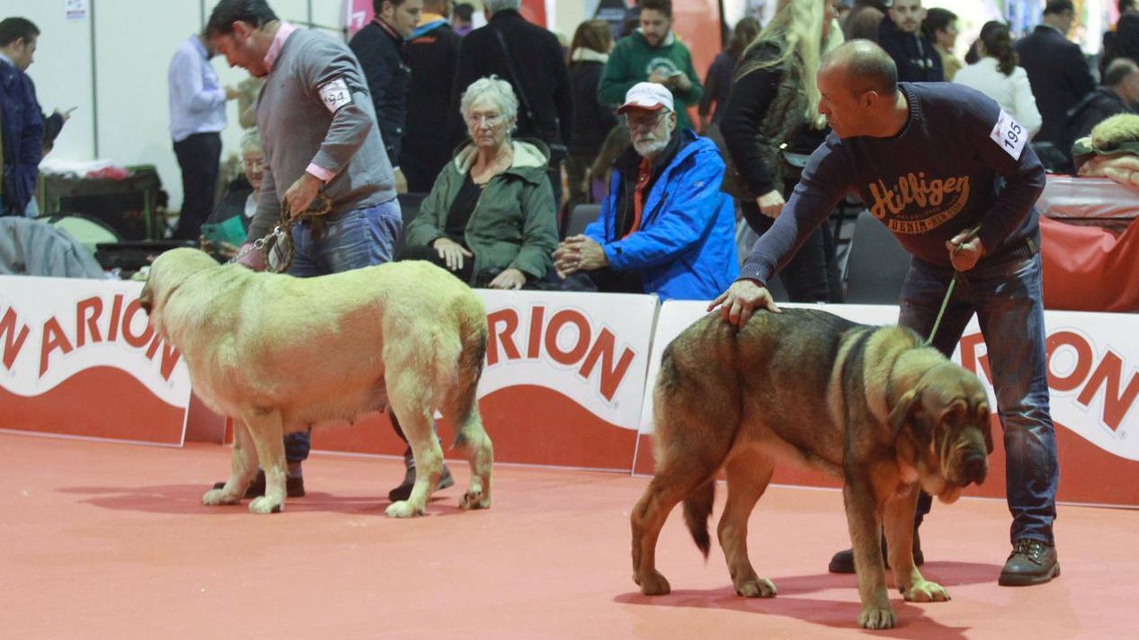 Concurso de canes, en la edición pasada de Surmascotas.