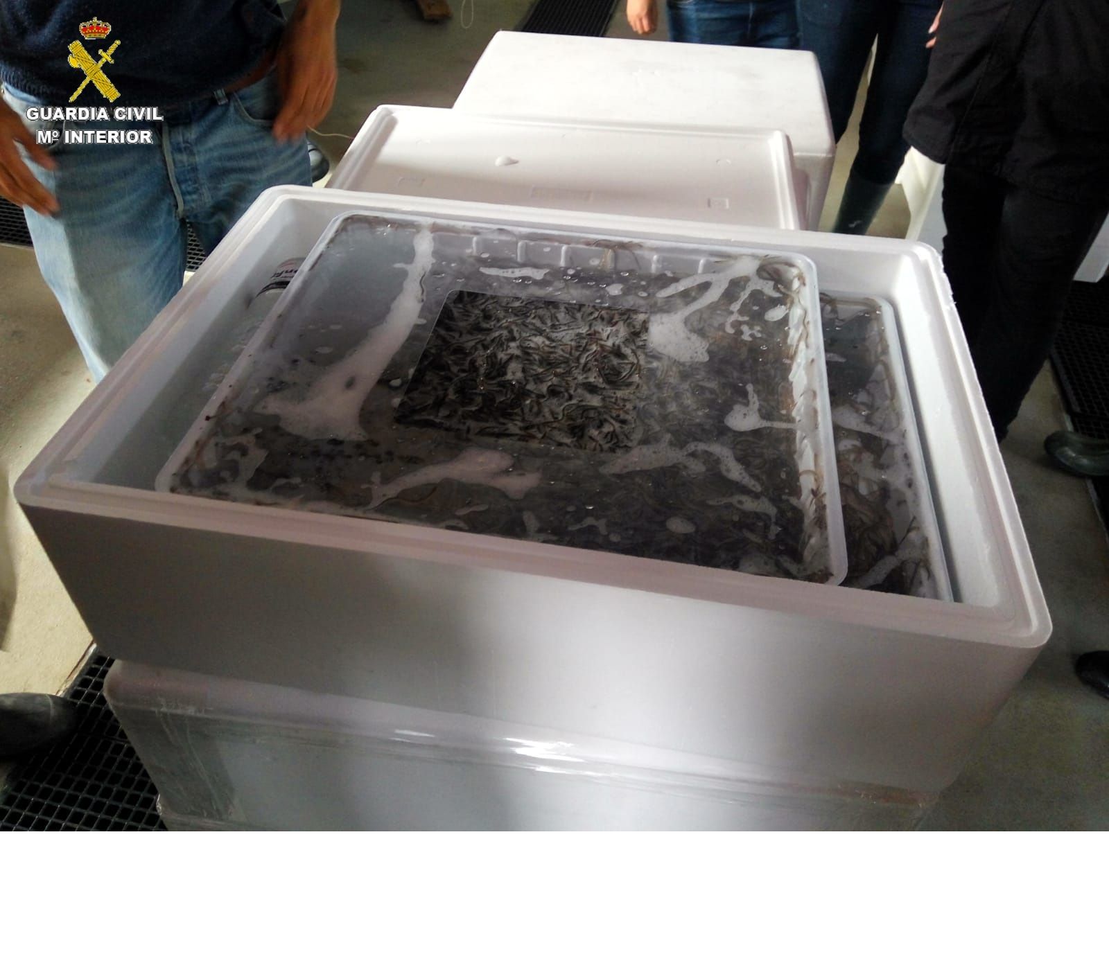 El cargamento de angulas vivas decomisado por la Guardia Civil.