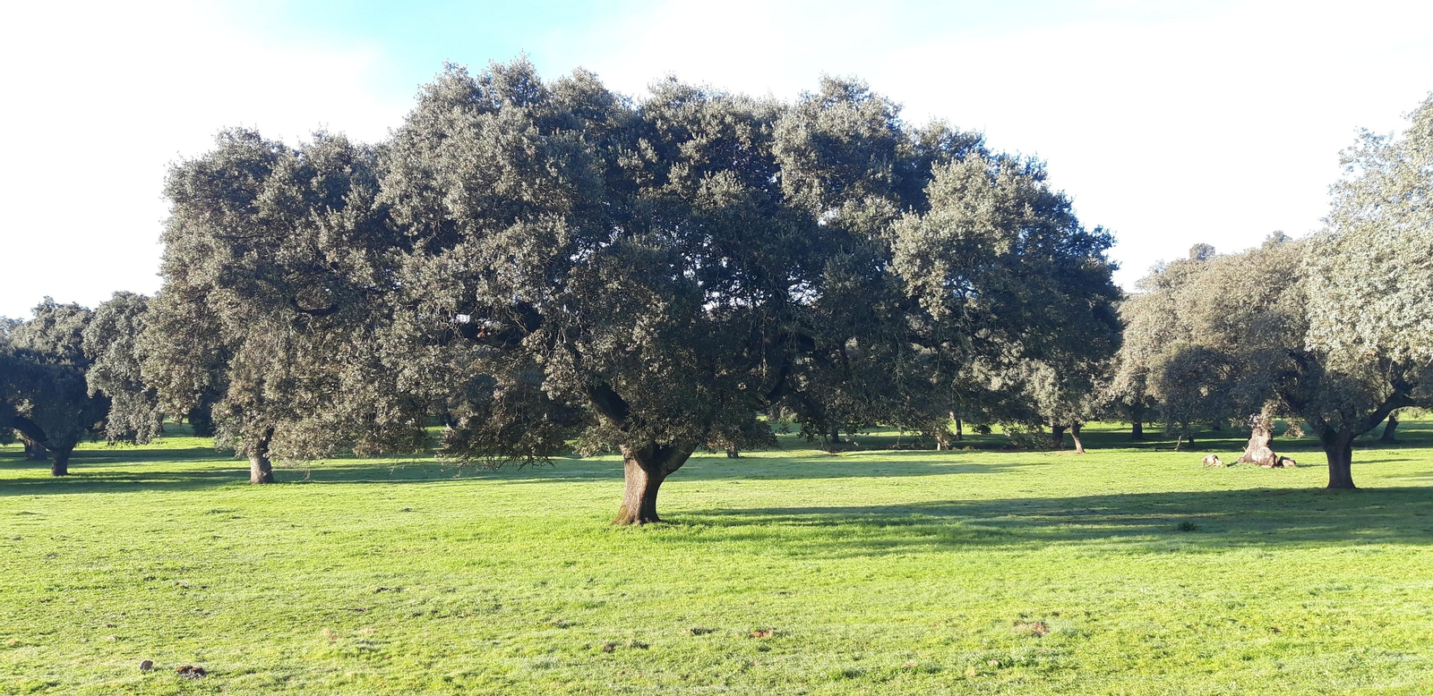 Fotos de la ruta circular de El Real de la Jara