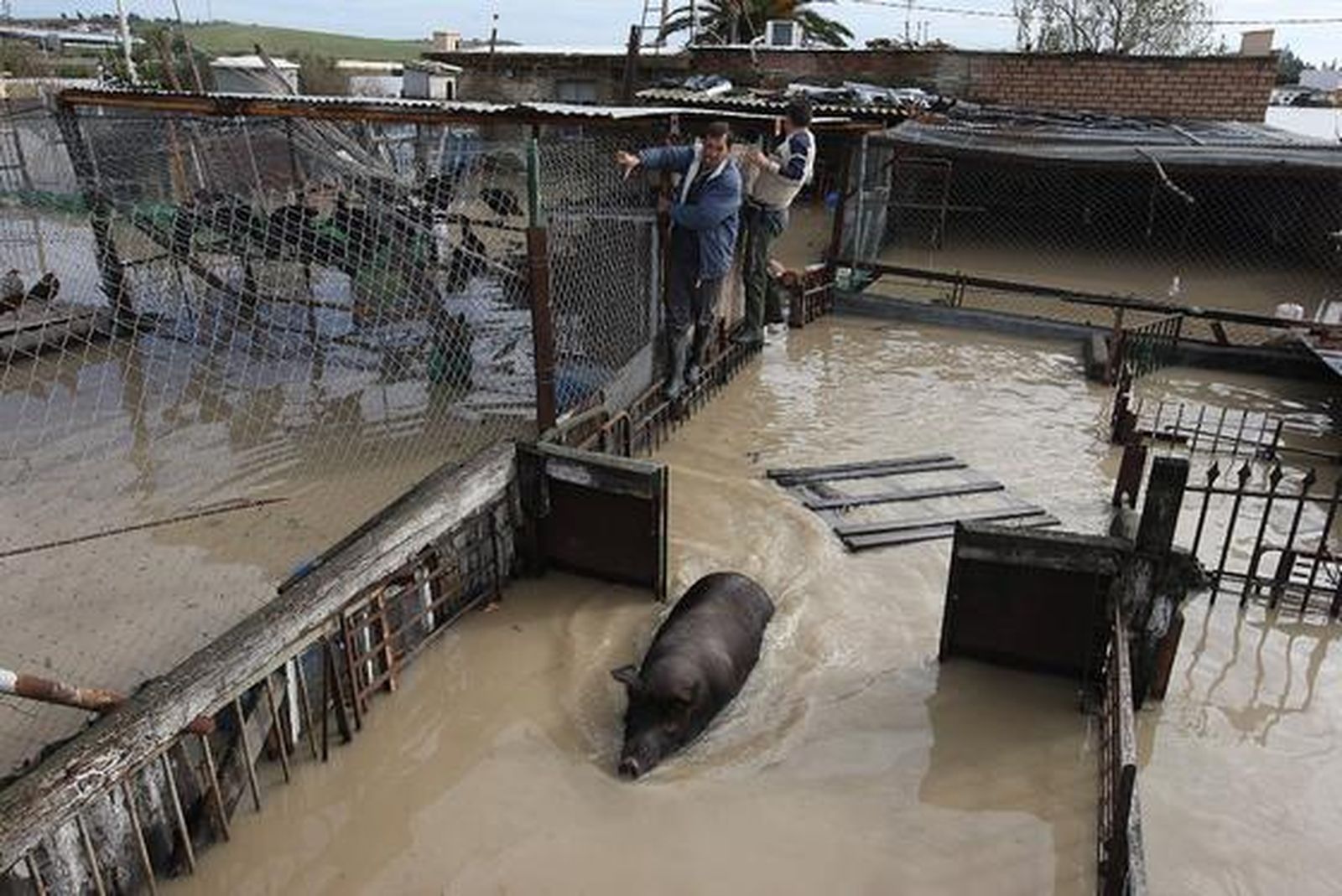 Aspecto de varias granjas de Las Pachecas.

Foto: Juan Carlos Toro
