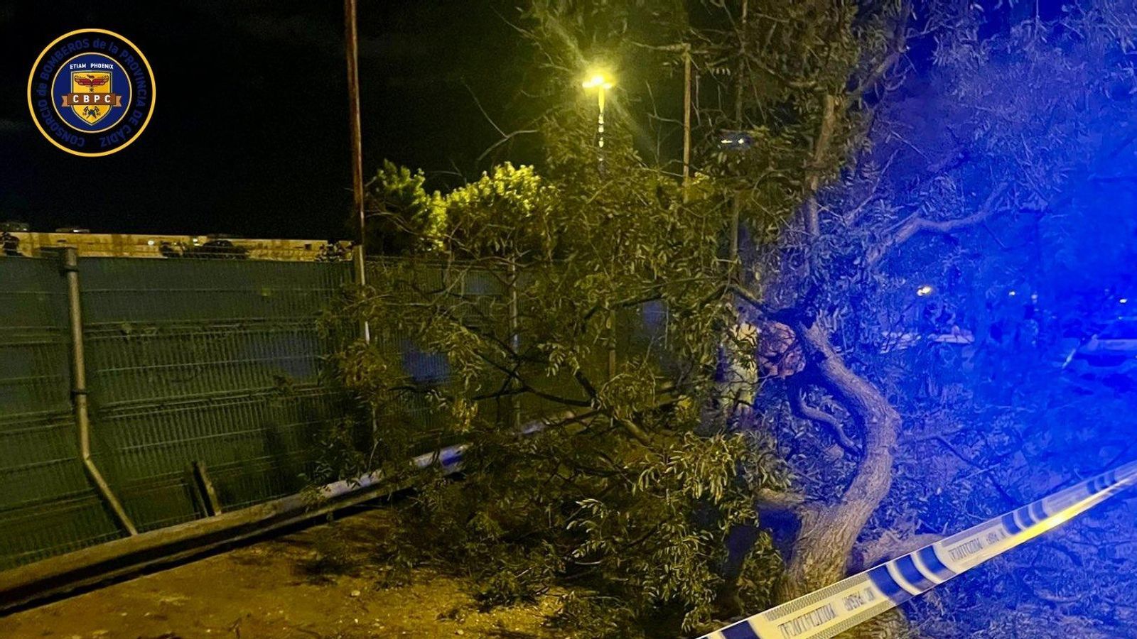 El árbol cayó al suelo tras el impacto del vehículo