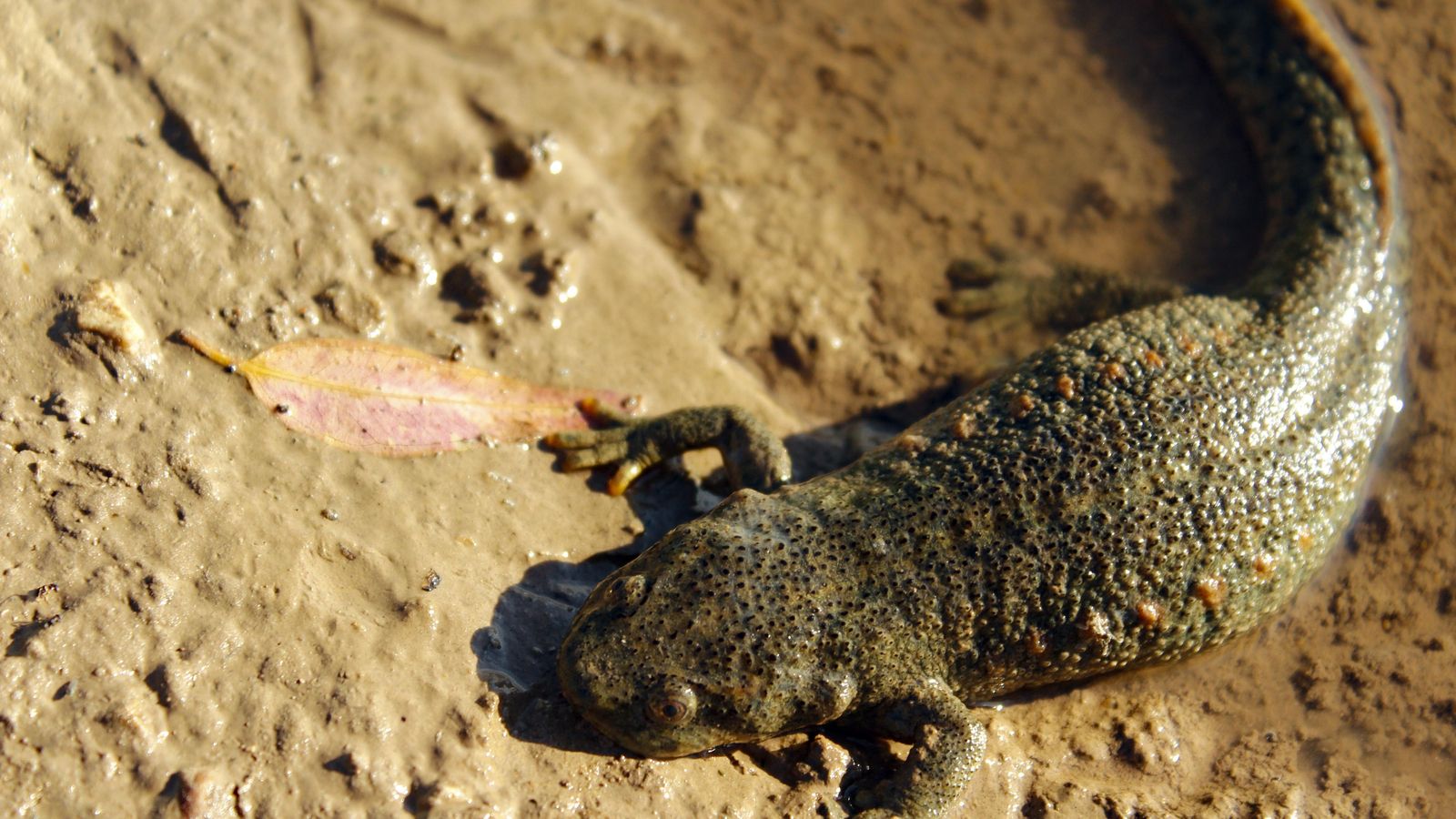 De las tres especies de anuros malagueños, el gallipato es la de mayor tamaño. De las tres especies de anuros malagueños, el gallipato es la de mayor tamaño.