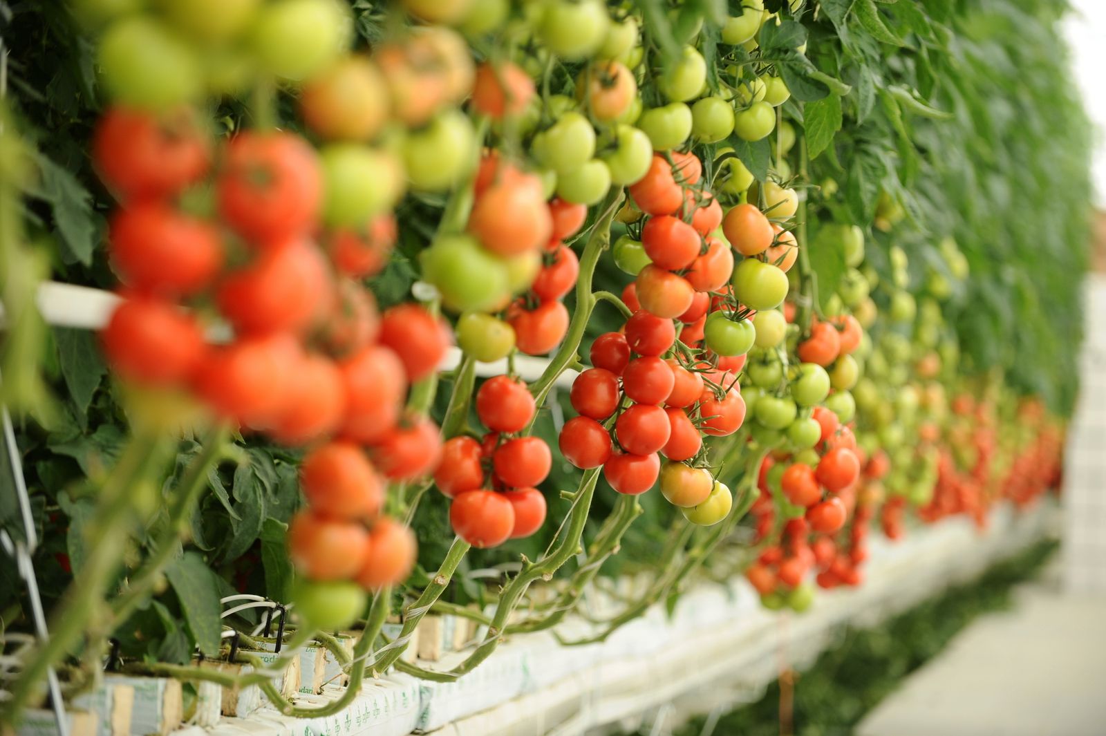 ‘Almerízate’ a través del sabor más auténtico de la gastronomía almeriense