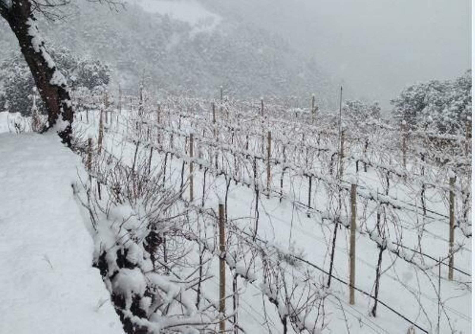 Viñedo en invierno.