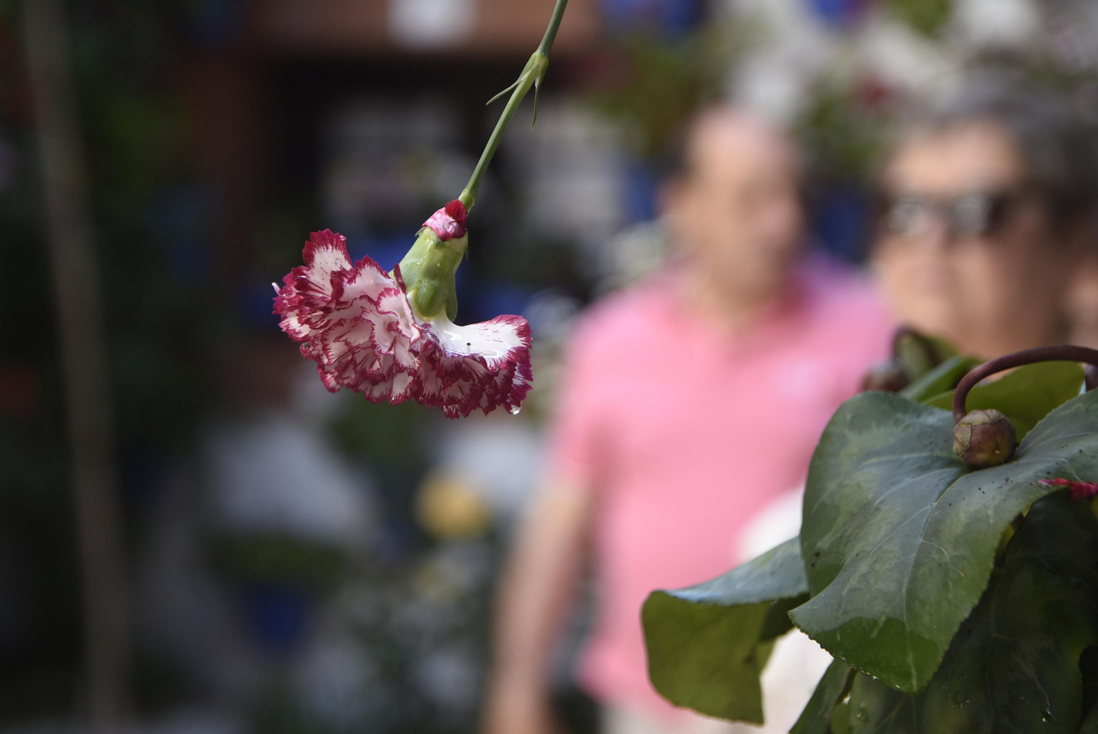 En imágenes: la ruta de los Patios del Alcázar Viejo
